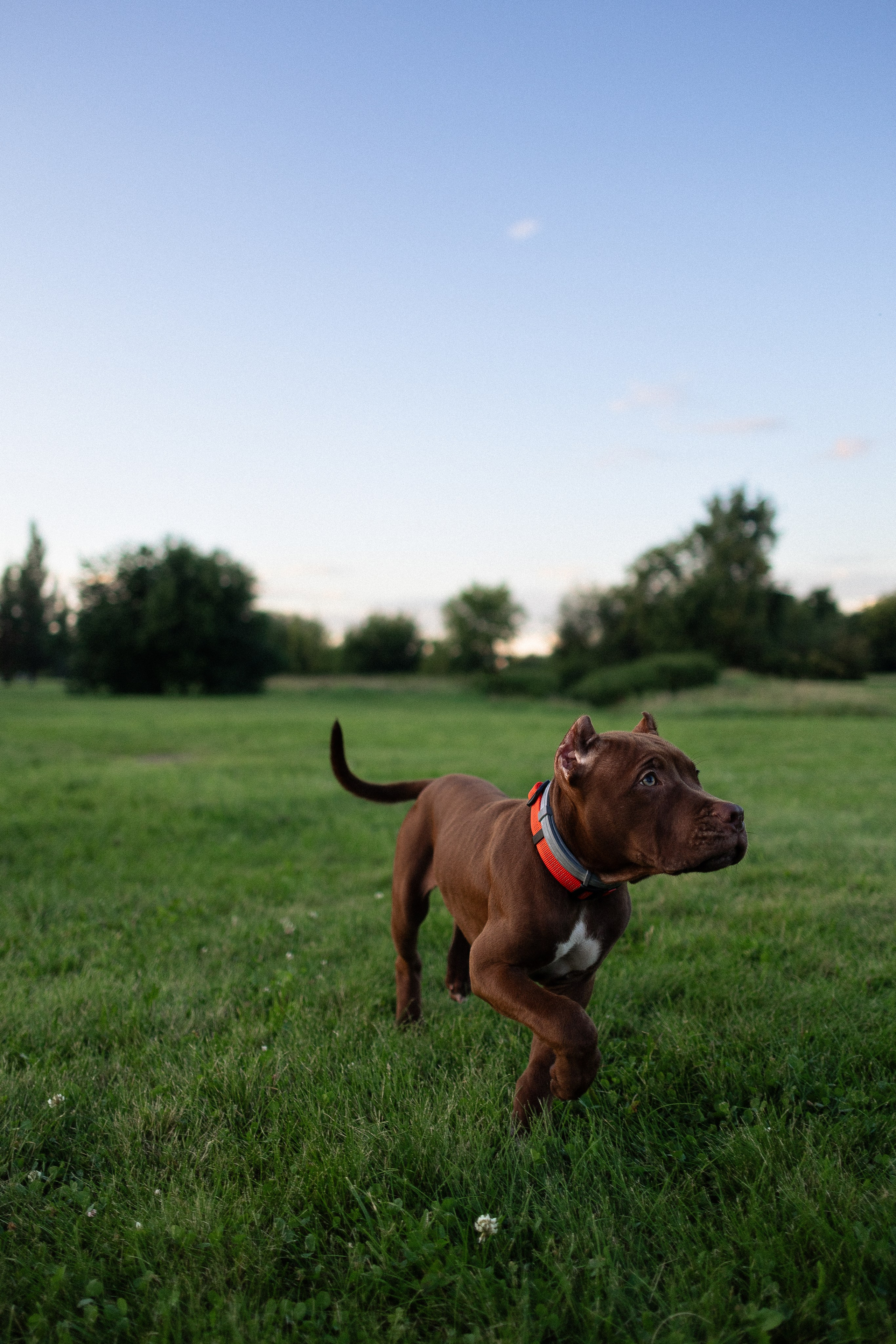 Елена и Хан. Фотограф и видеограф анималист Аганина Дарья