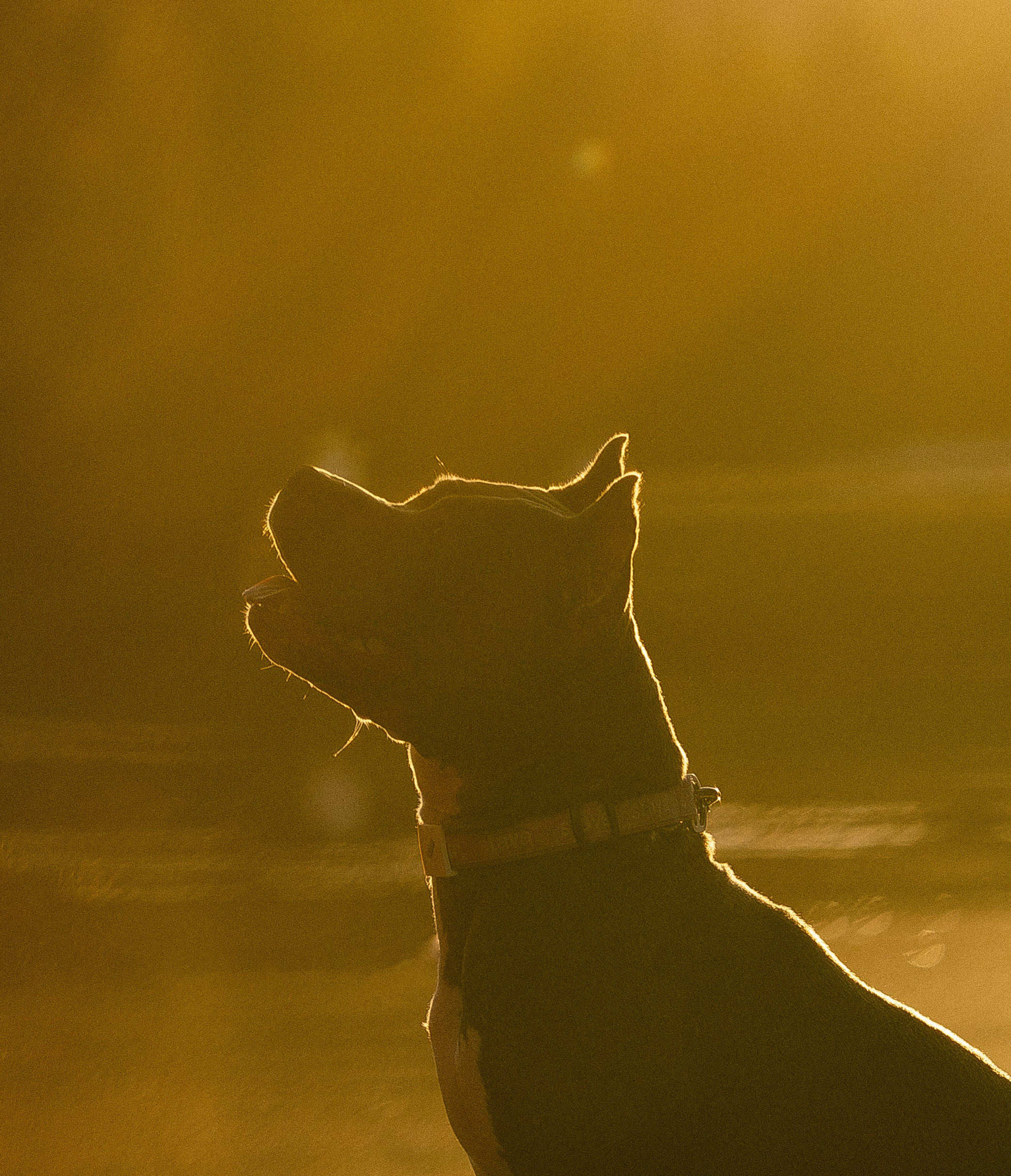 Катя, Леша, Лея и Трой. Фотограф и видеограф анималист Аганина Дарья