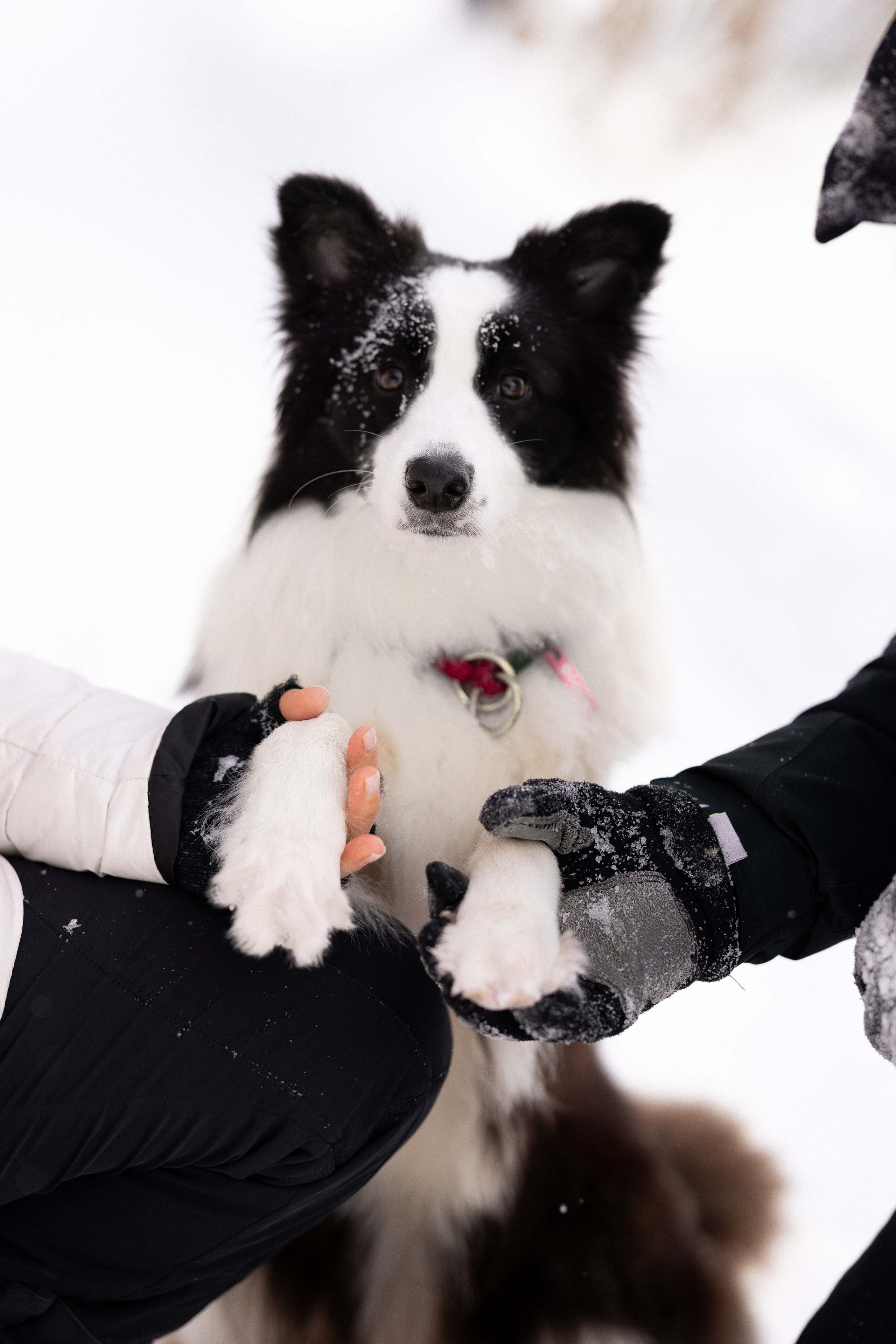 Лилия, Алексей и Ариана. Фотограф и видеограф анималист Аганина Дарья