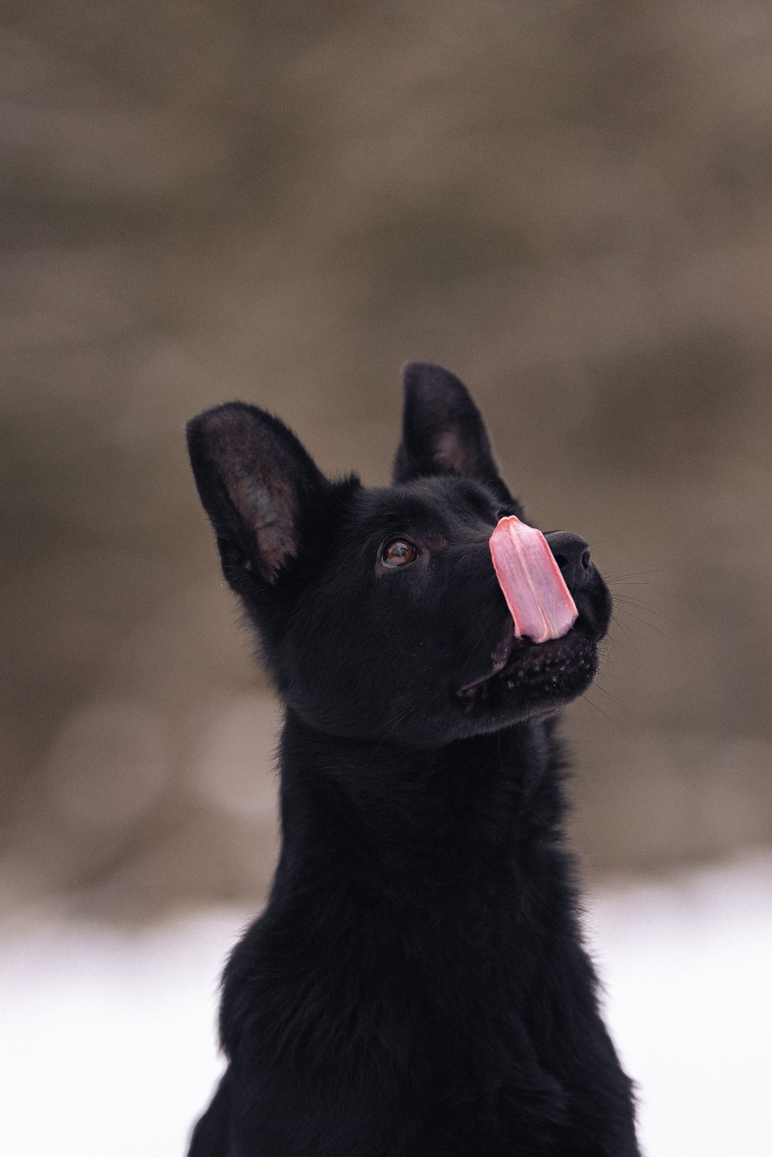 Немецкая овчарка. Фотограф и видеограф анималист Аганина Дарья