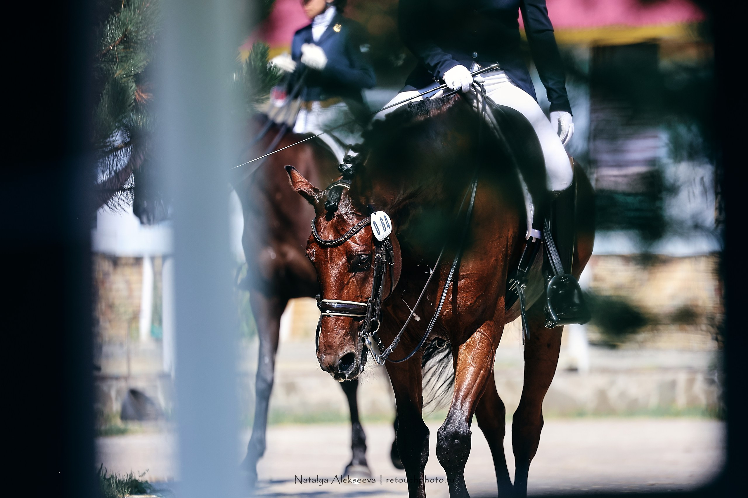 Личный ЧР по выездке, КСК Конаковские конюшни | 08'2023. Репортажный фотограф и ретушер в Москве Наталья Алексеева