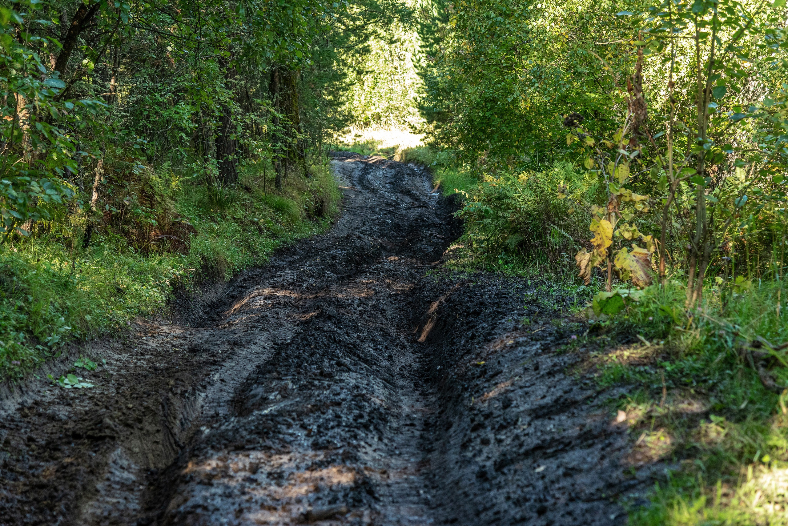 Тимбилдинг Lime. Фотограф Опыт Качество Скорость Горный Алтай Барнаул