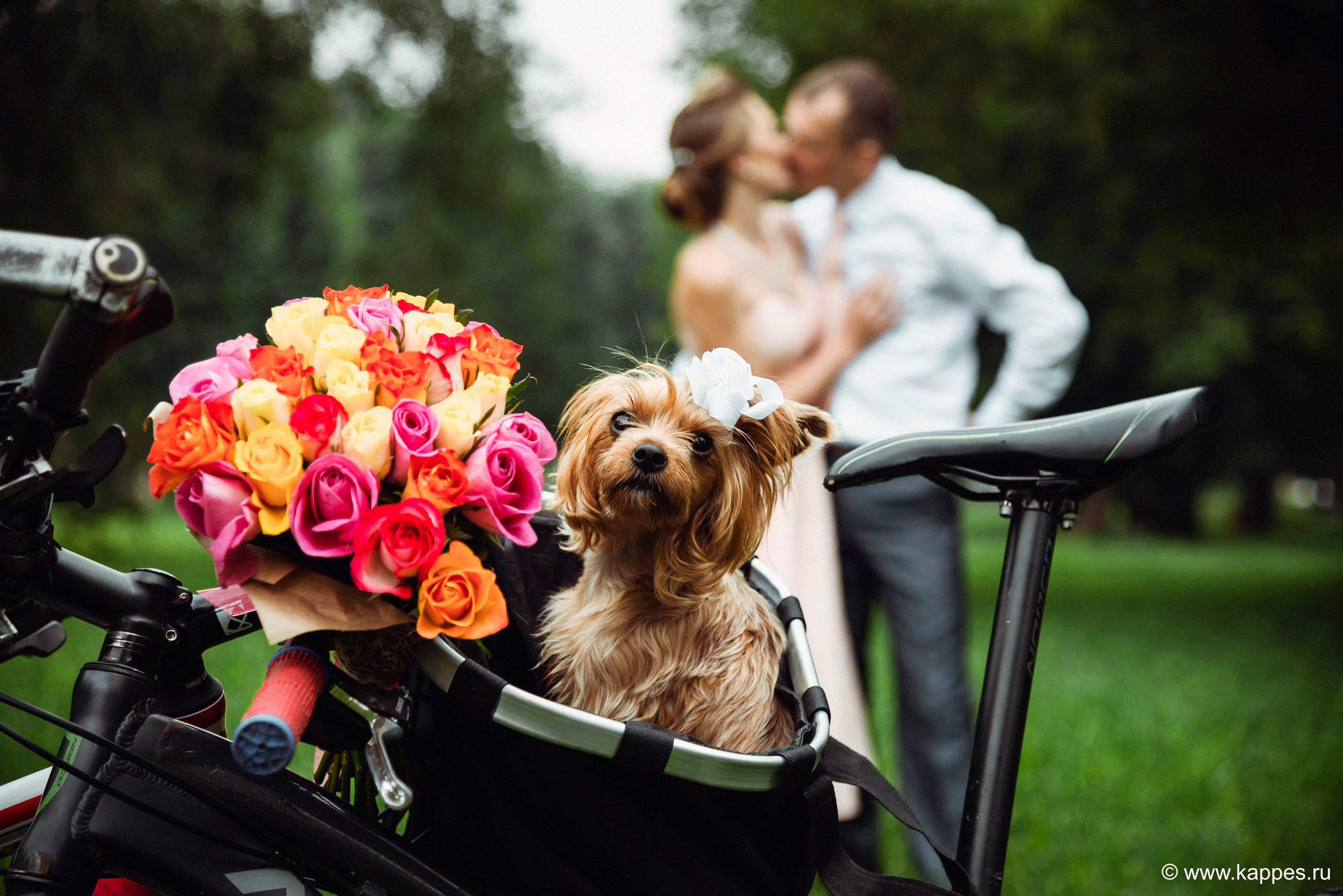 Свадебный фотограф Барнаул. Фотограф Опыт Качество Скорость Горный Алтай Барнаул