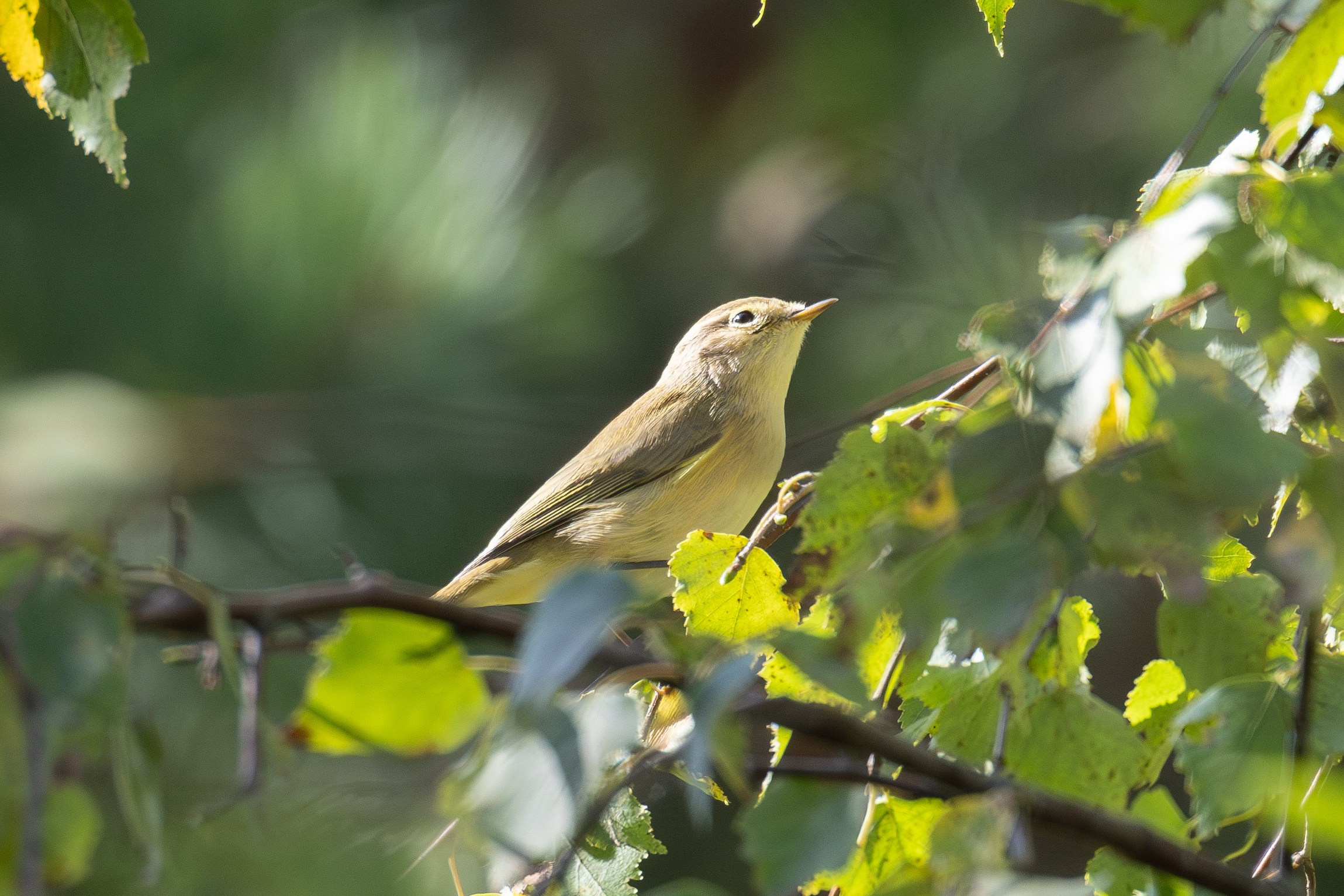 Птицы СНТ «Подлесье». Птицы парков г. Люберцы