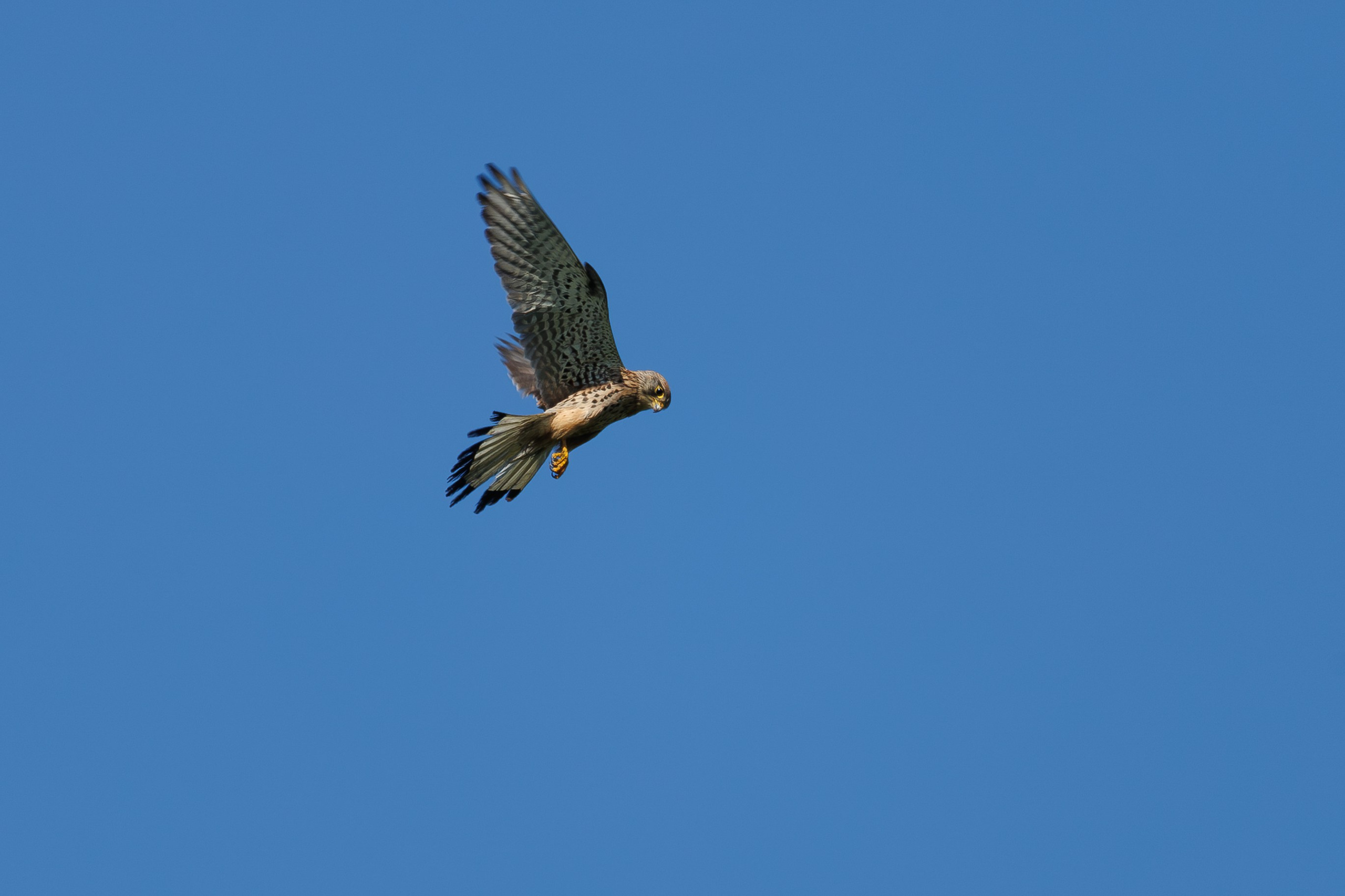 Пустельга на охоте, г. Москва, долина реки Рудневки Снято на Canon EOS R8, RF 600 mm f11.