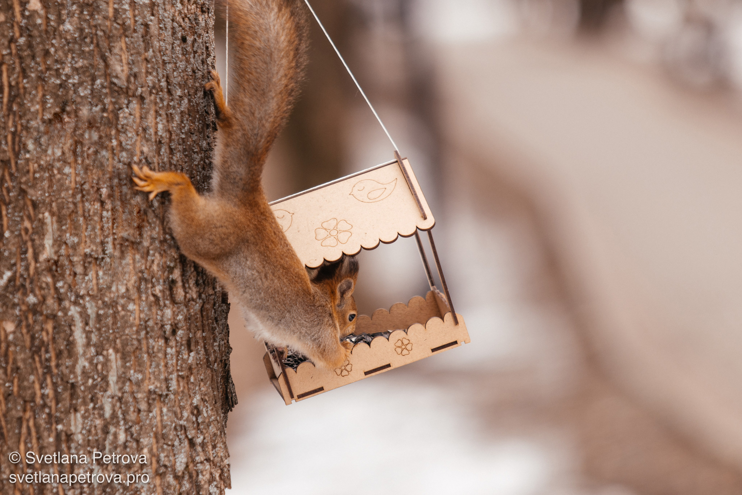 Белочки. Весна 2026. Фотограф Светлана Петрова