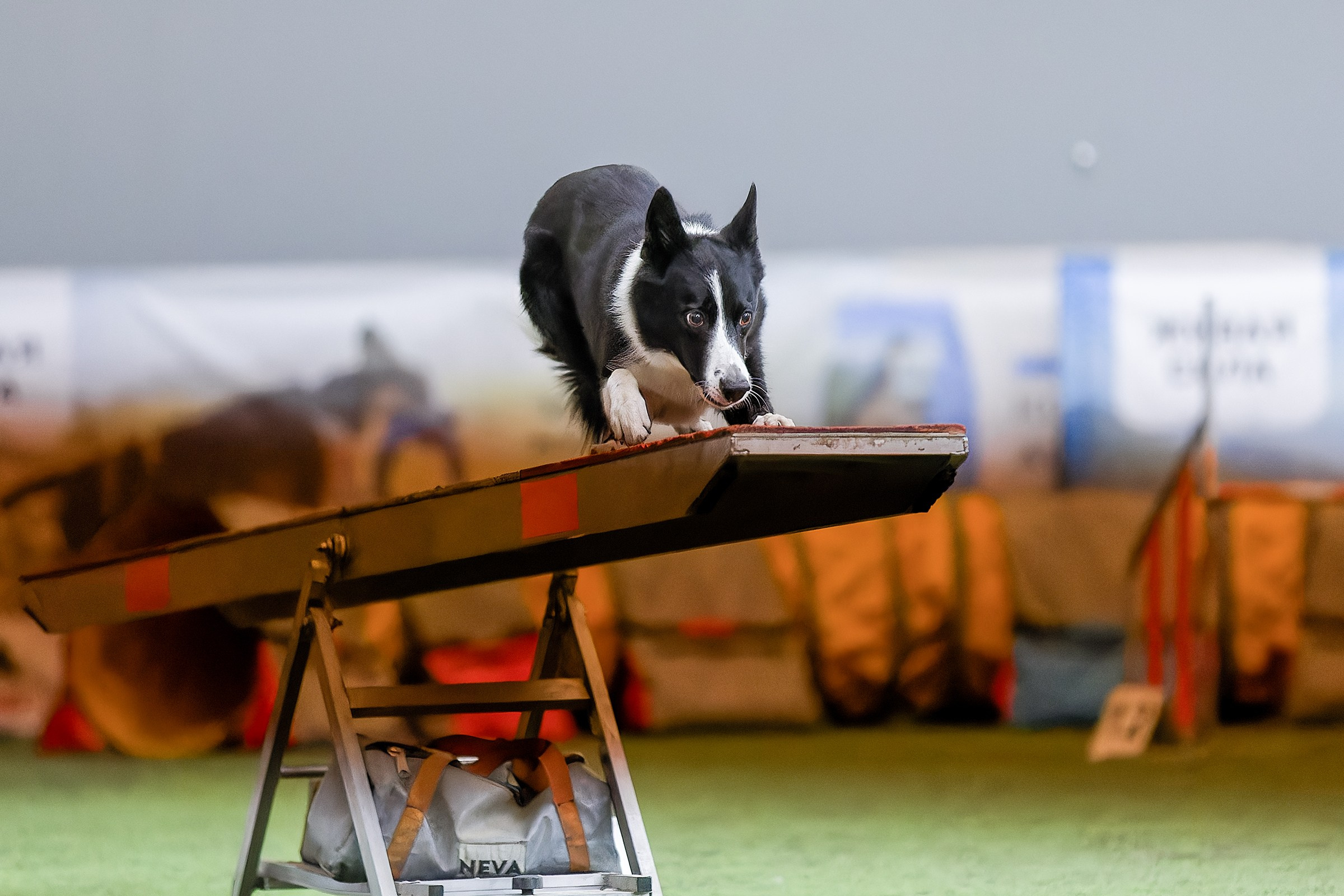 CityCup Соревнования от компании Живая Сила 2026. Irenephoto.ru