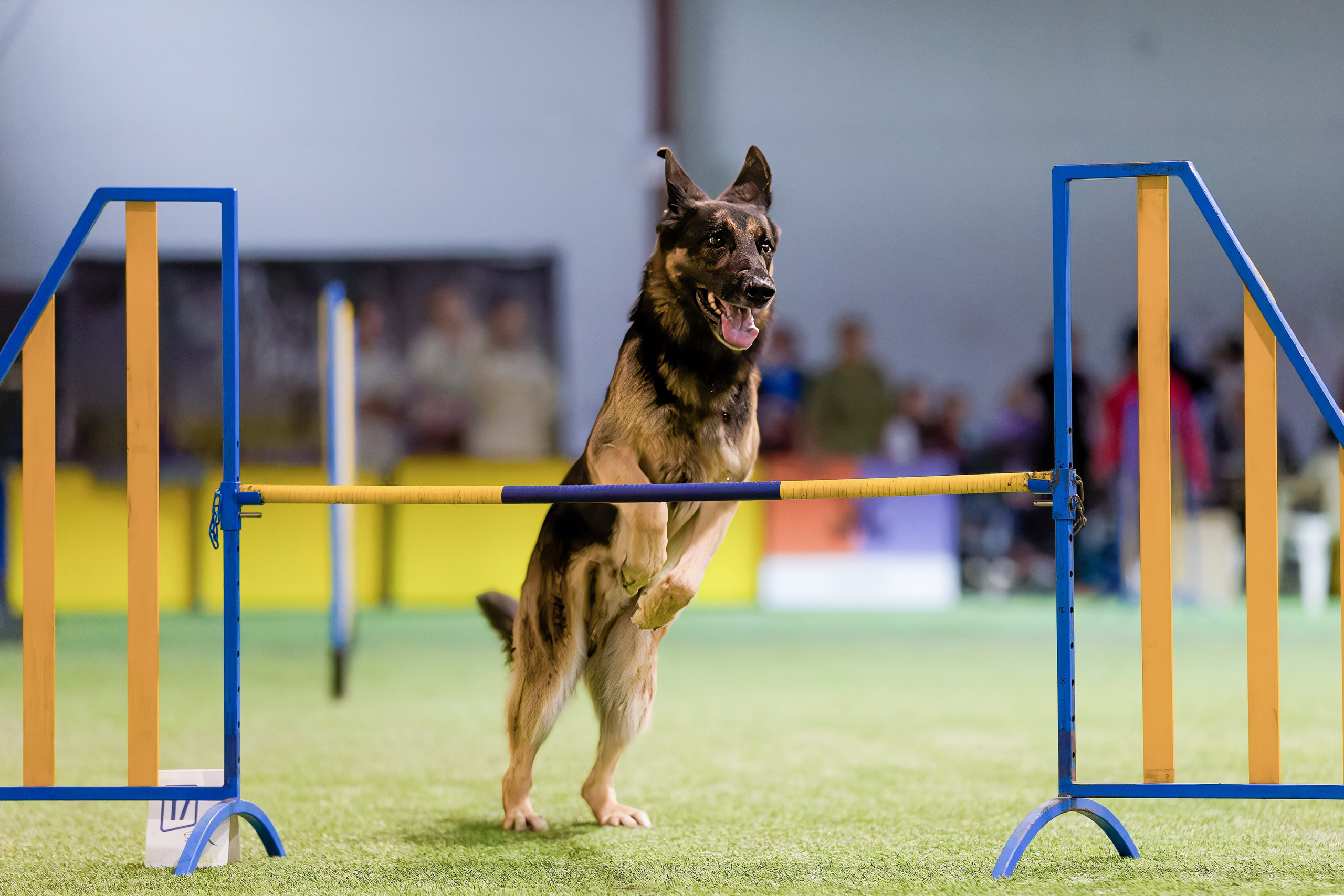 CityCup Соревнования от компании Живая Сила 2026. Irenephoto.ru