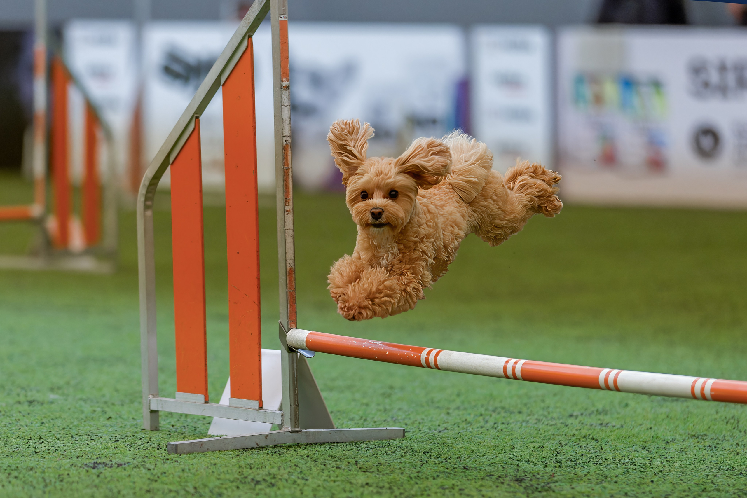 CityCup Соревнования от компании Живая Сила 2026. Irenephoto.ru