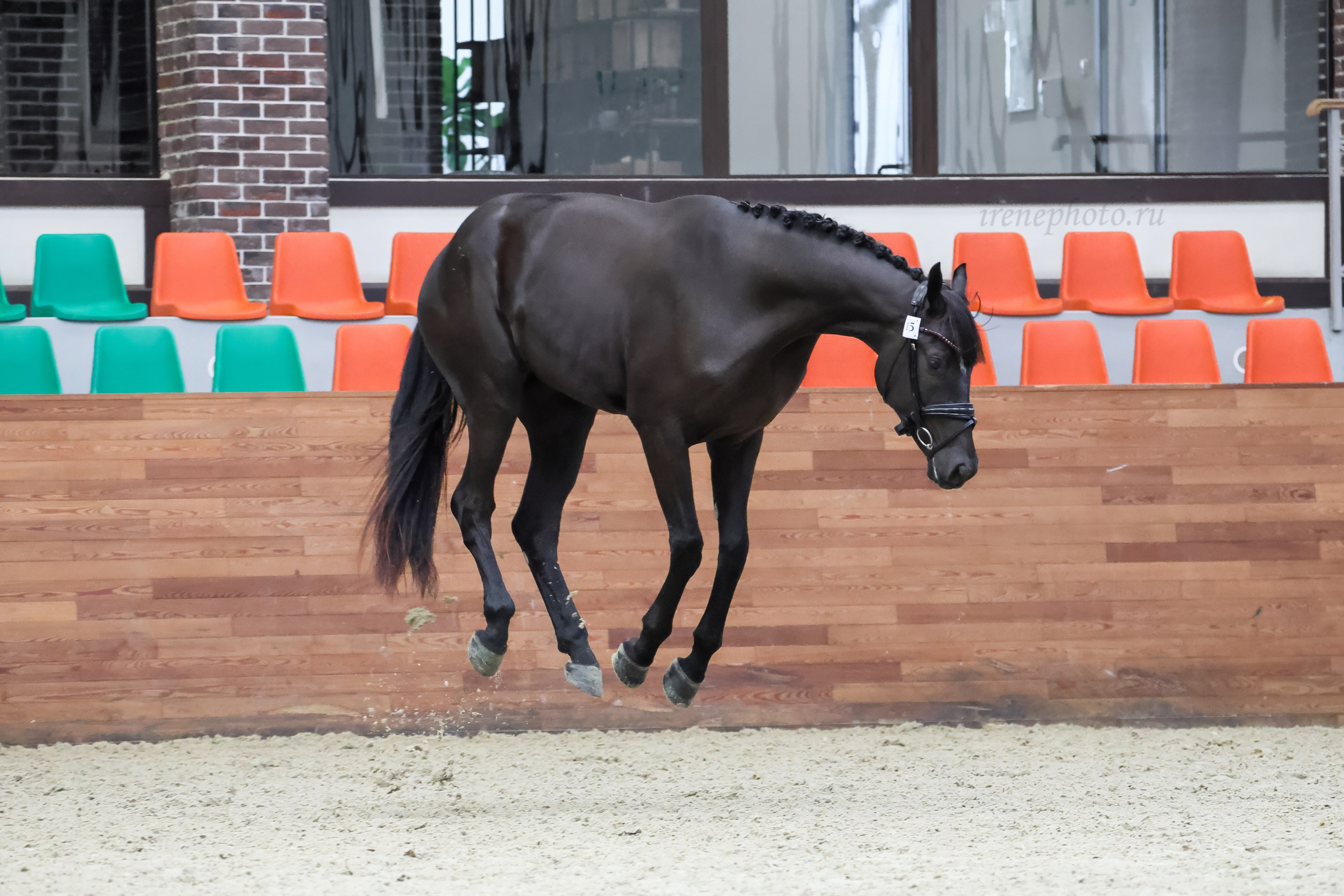 Конная Россия 2024. Irenephoto.ru