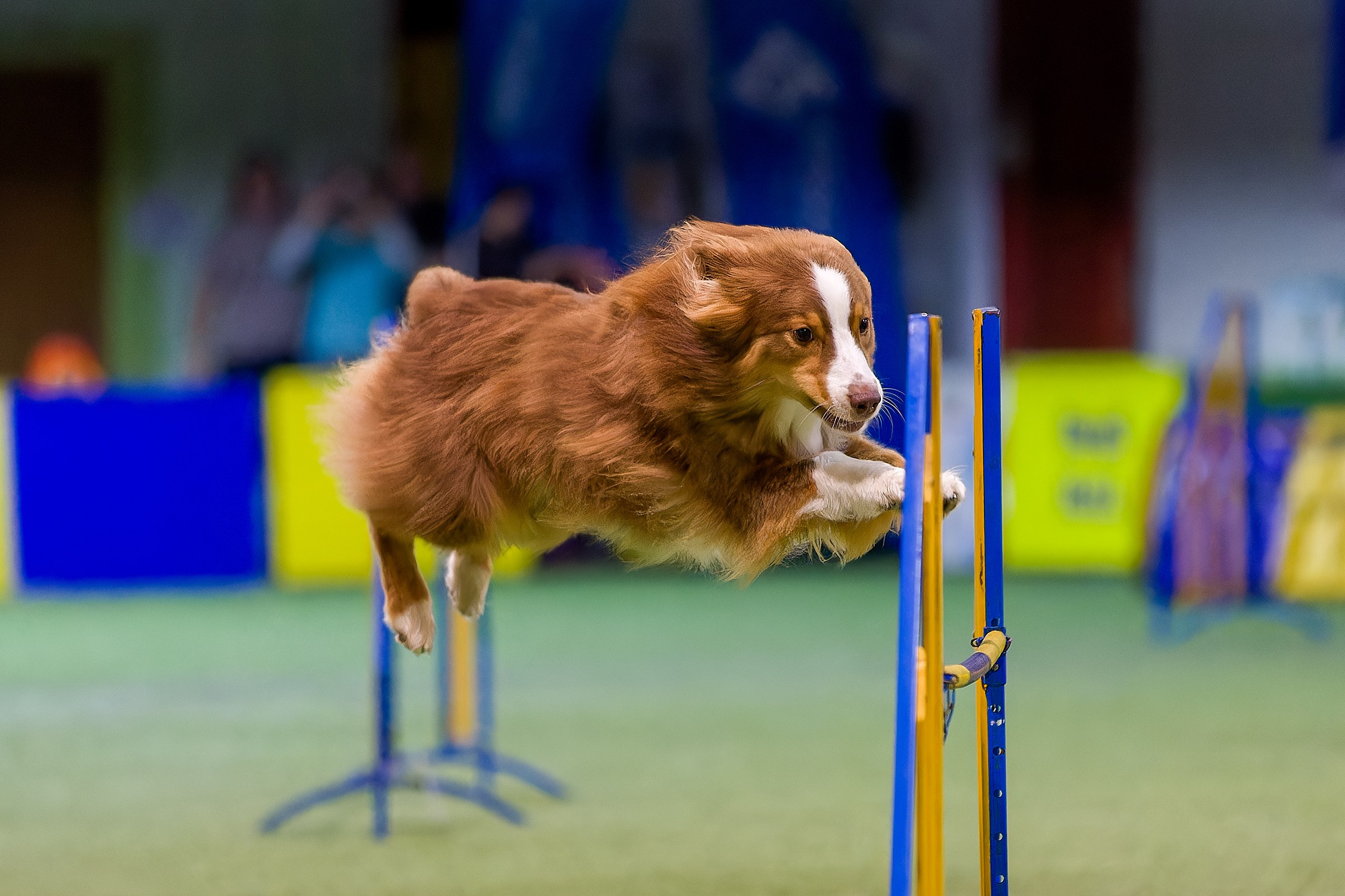 CityCup Соревнования от компании Живая Сила 2026. Irenephoto.ru