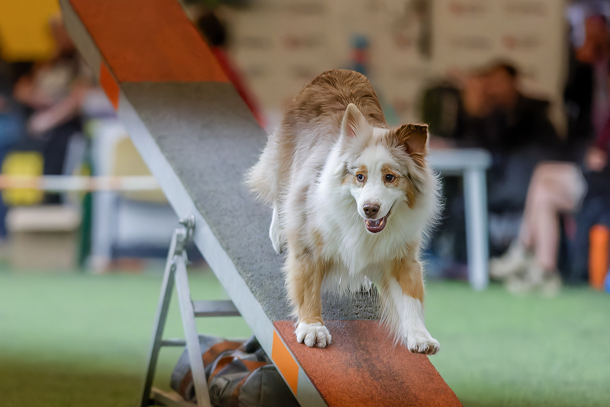 CityCup Соревнования от компании Живая Сила 2026. Irenephoto.ru