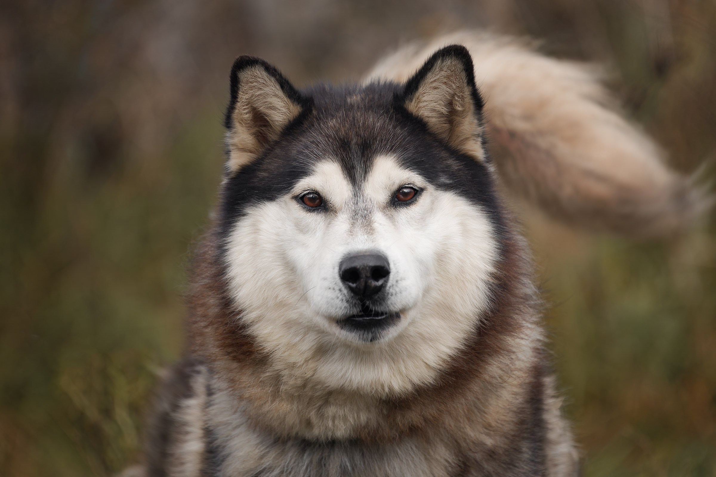 Собаки приюта «Дом северной собаки». Irenephoto.ru