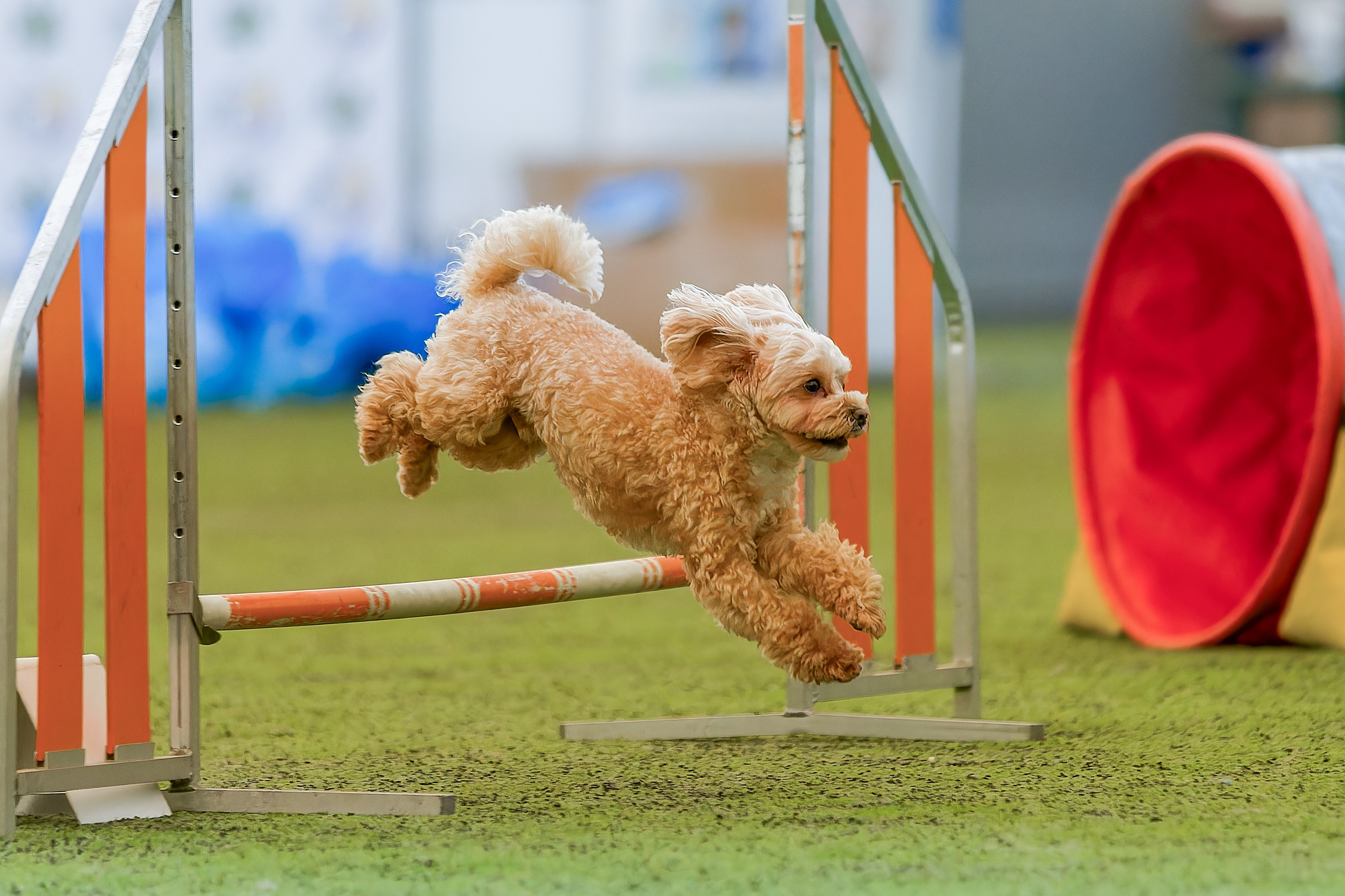 CityCup Соревнования от компании Живая Сила 2026. Irenephoto.ru