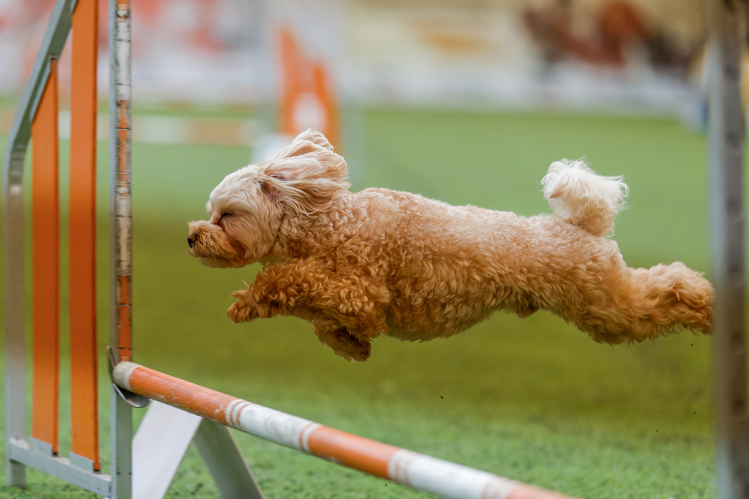 CityCup Соревнования от компании Живая Сила 2026. Irenephoto.ru