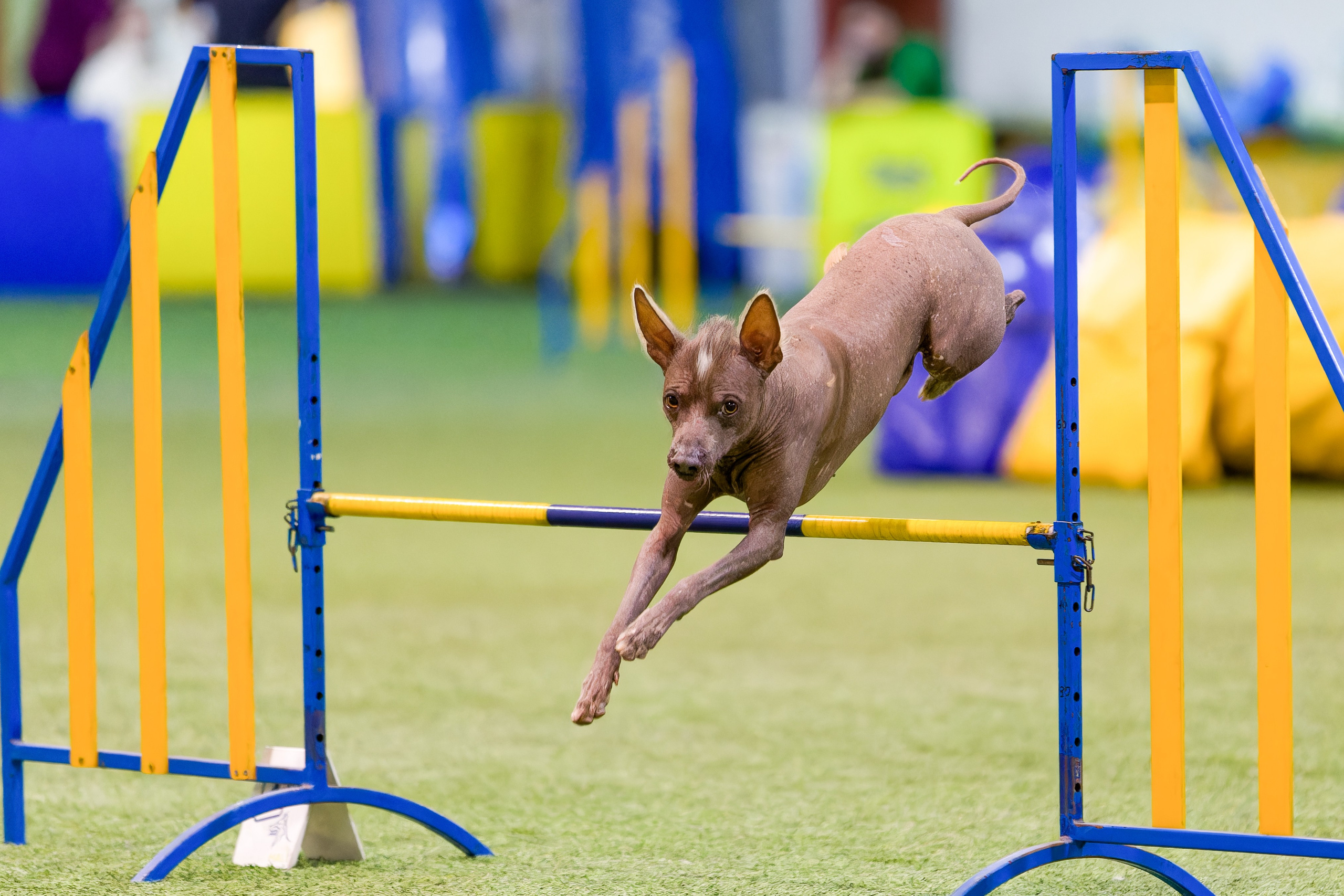 CityCup Соревнования от компании Живая Сила 2026. Irenephoto.ru