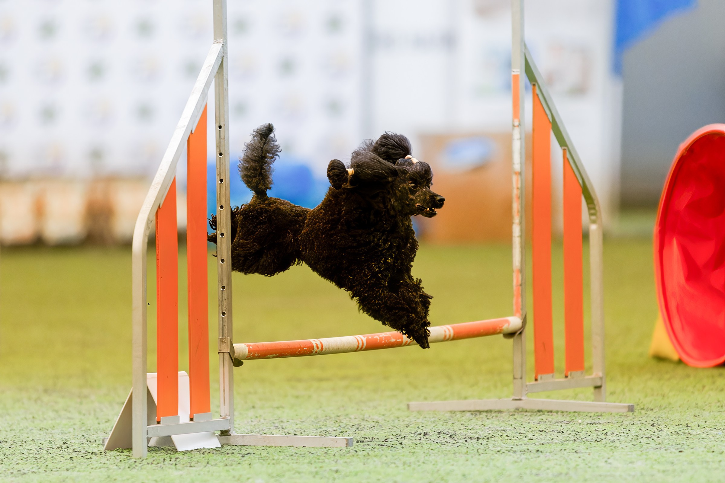 CityCup Соревнования от компании Живая Сила 2026. Irenephoto.ru