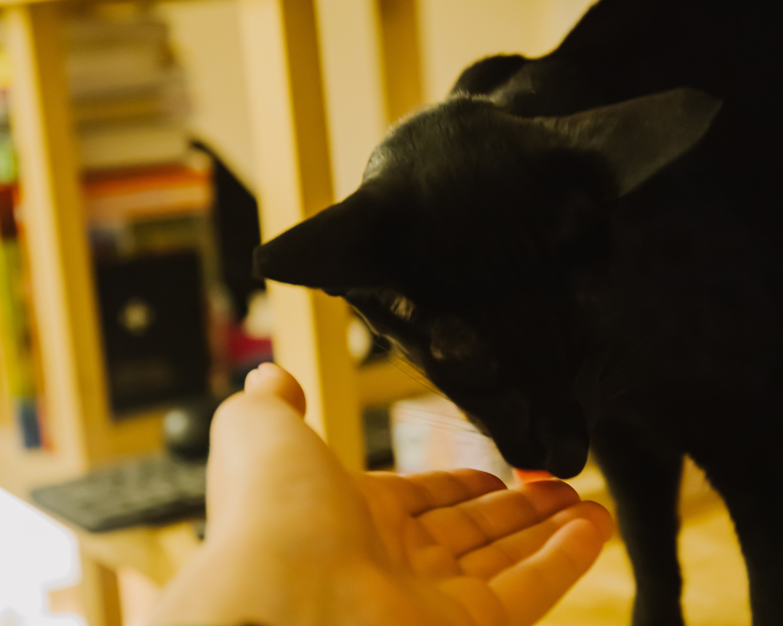 Гилдин. Портретный фотограф Ванинен Анастасия. Санкт-Петербург