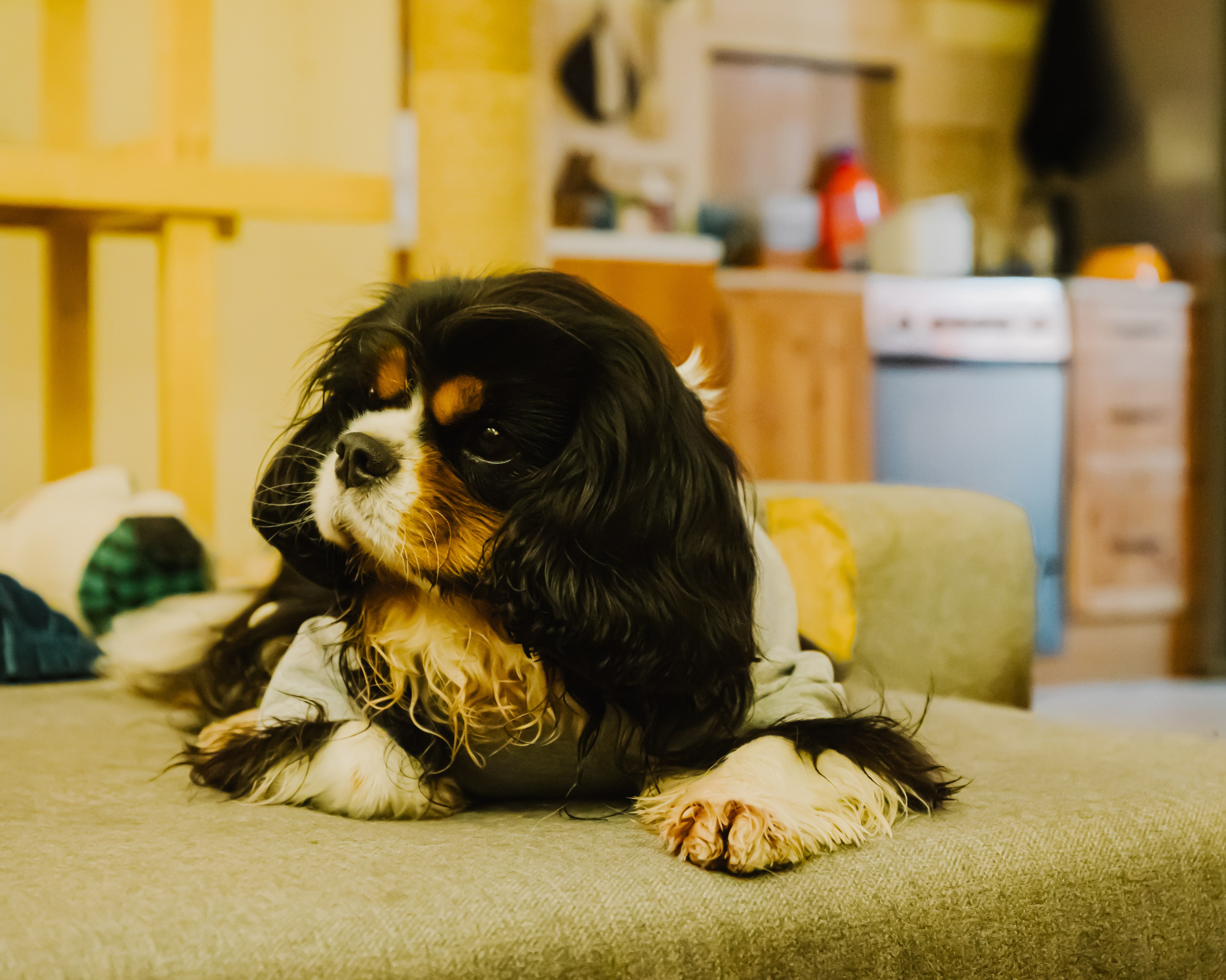 Гилдин. Портретный фотограф Ванинен Анастасия. Санкт-Петербург