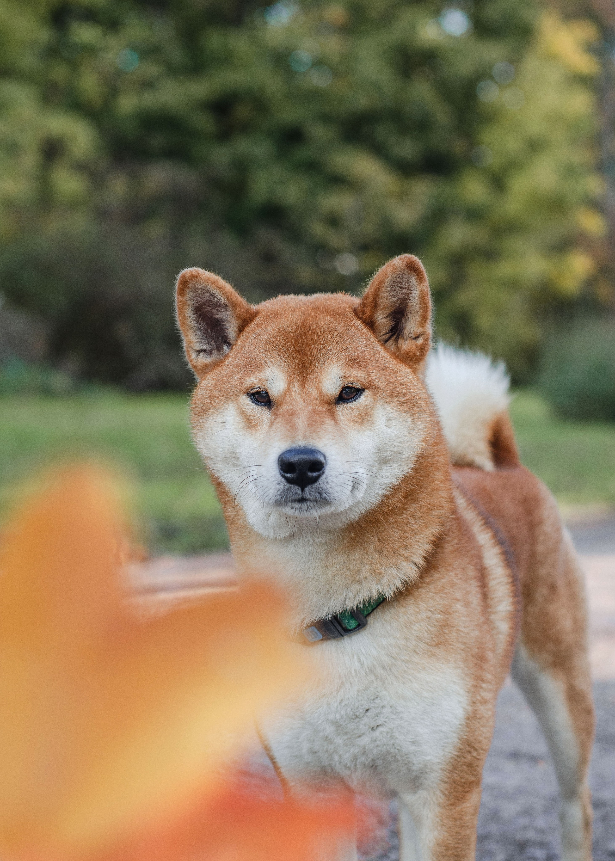 Прогулки с питомцами и без. Фотограф анималист