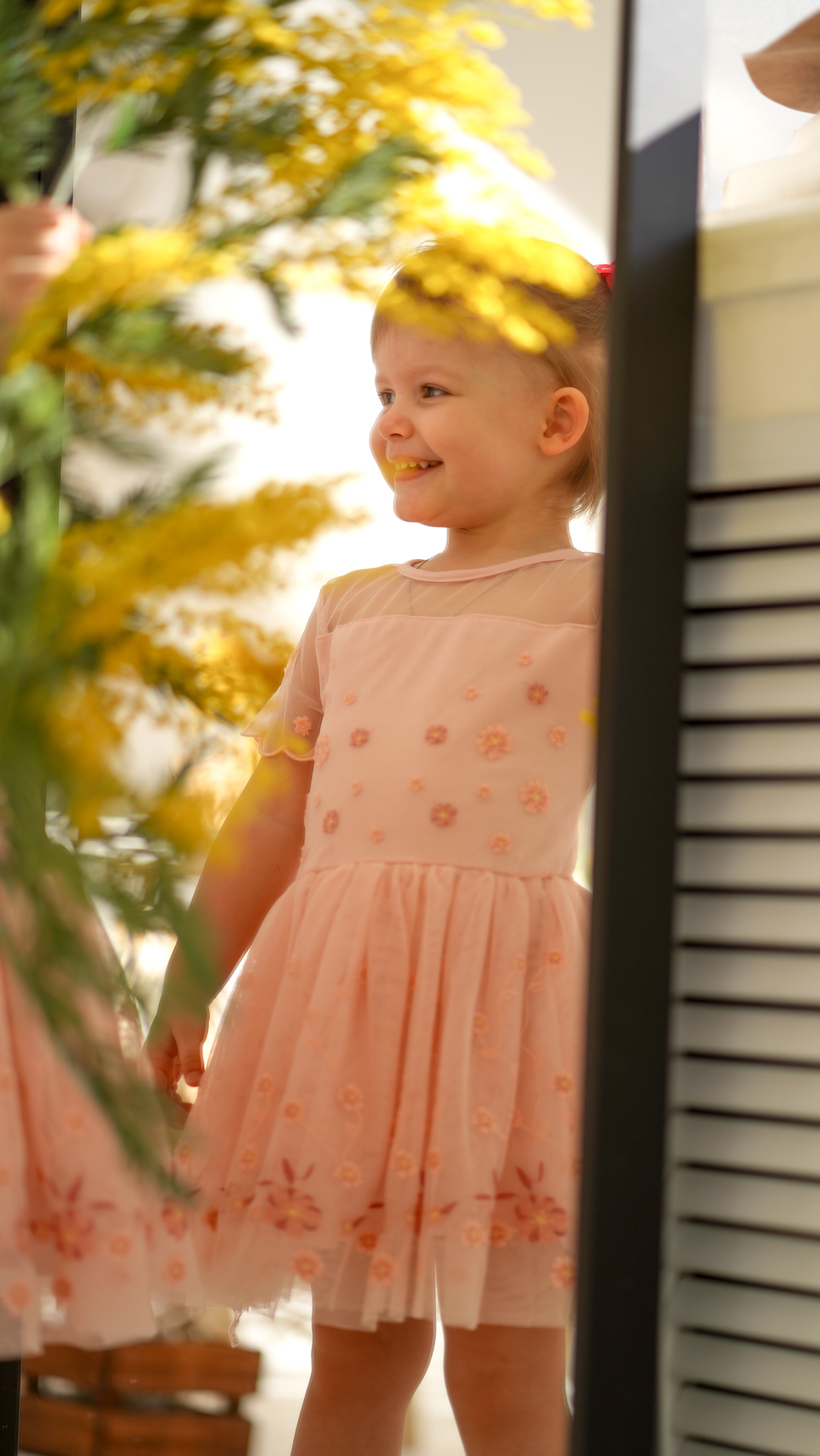 Мимоза. Фотографии от Евгении Кузнецовой. Москва, Сочи, Краснодар