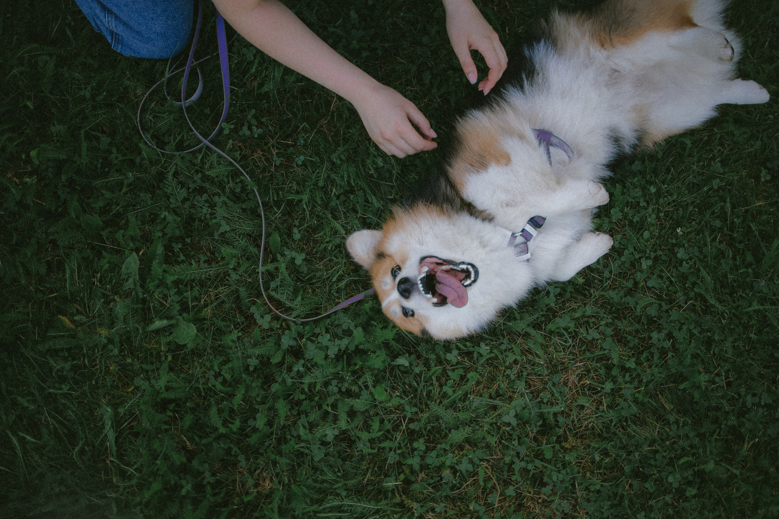 Мишель и Влада. Фотораф — анималист Мария Шистка