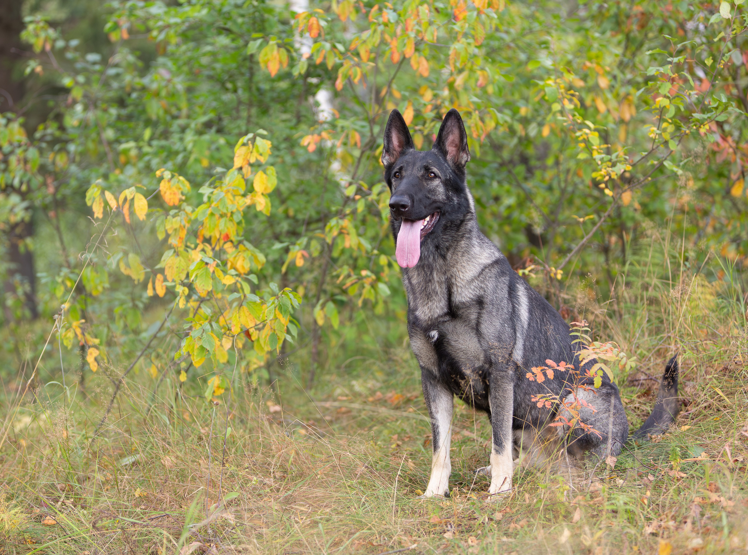 Корги и ВЕО осенью. Фотограф-анималист в Москве, МО и Владимире