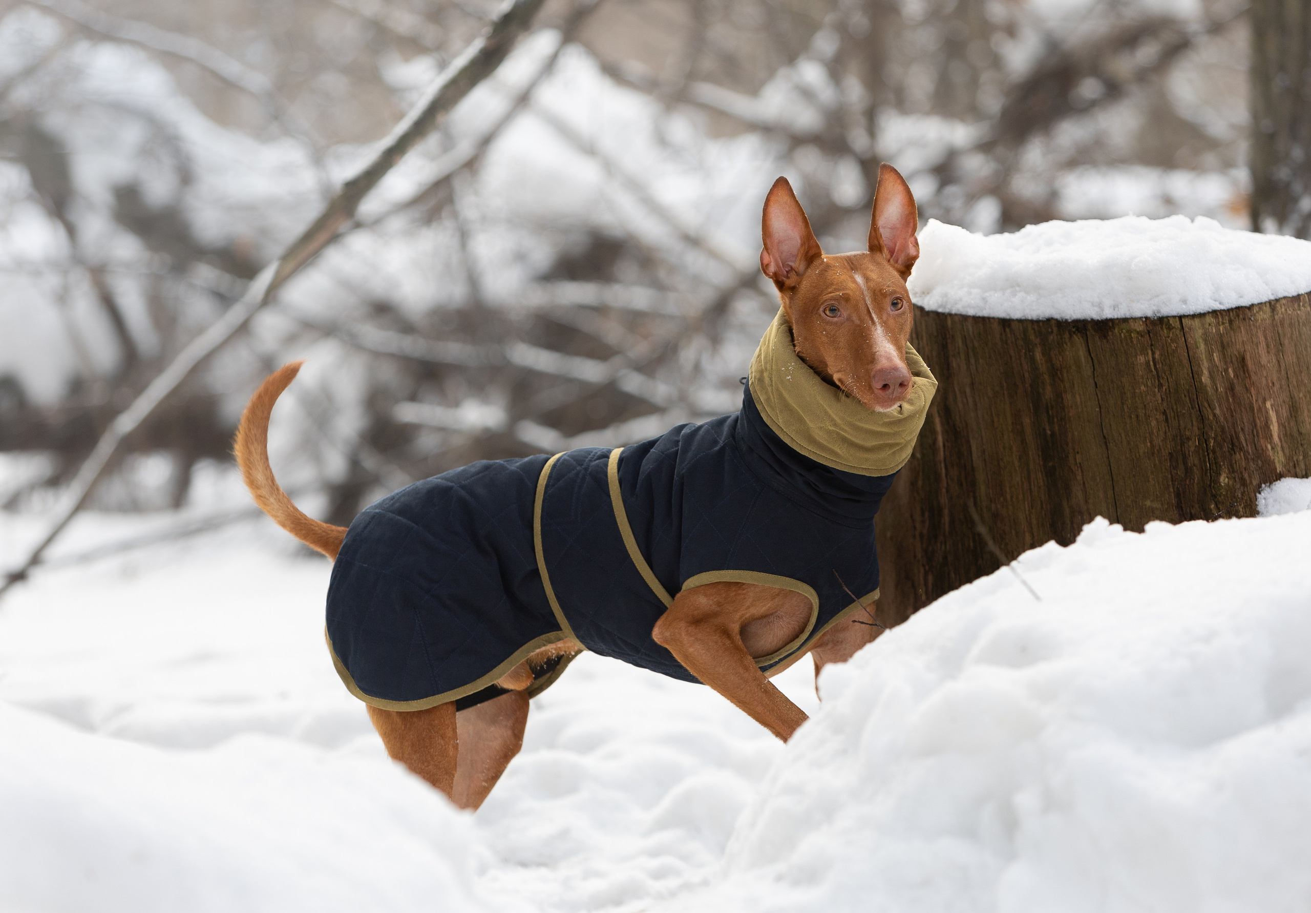 Веня и Рус. Фотограф-анималист в Москве, МО и Владимире
