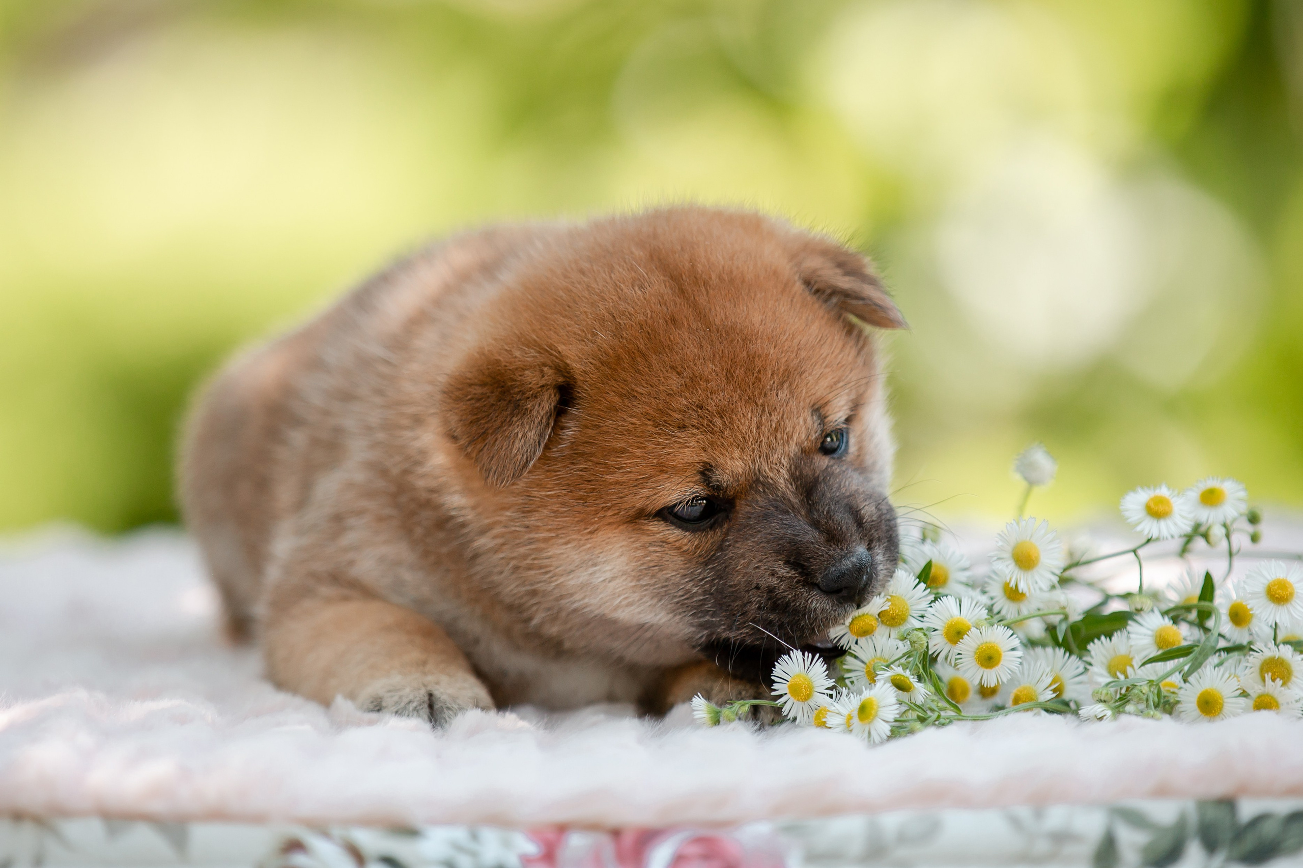 Фотосъёмка щенков. Фотограф-анималист в Краснодаре Маша Мельникова