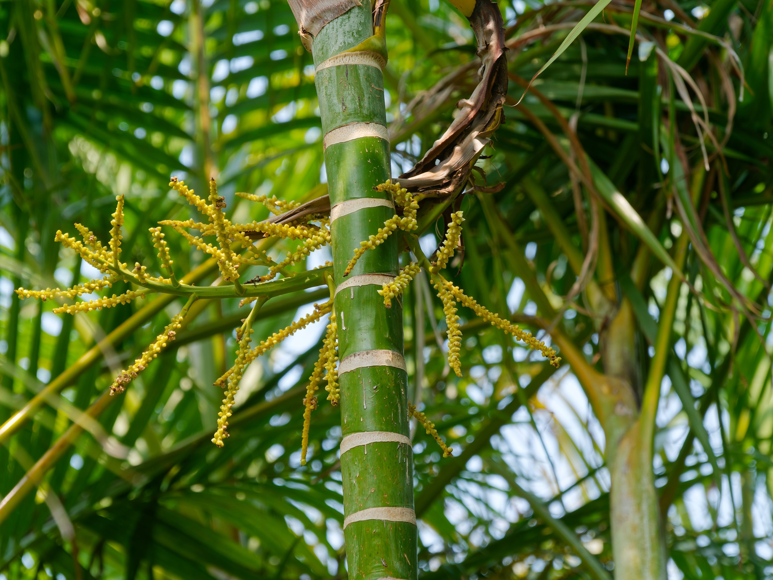 Хайнань 2026, флора, цветы и деревья. Фотопрогулки по Миру