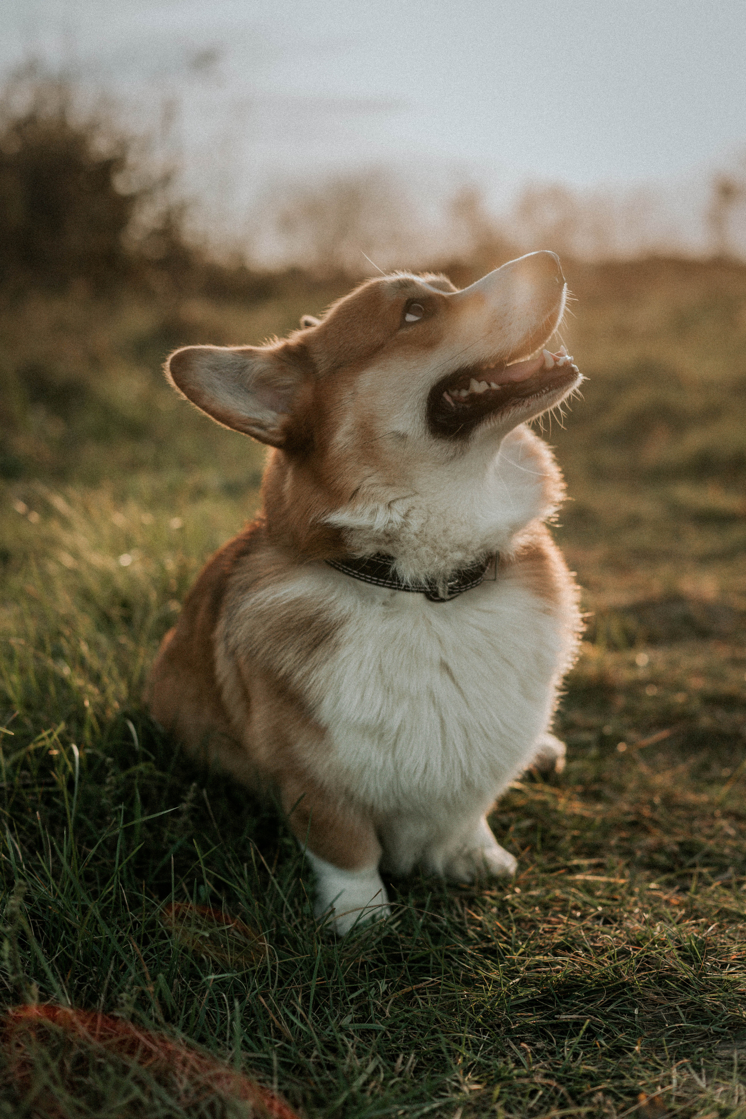 Кристина и Виталий. Свадебный и семейный фотограф в Краснодаре и Краснодарском крае