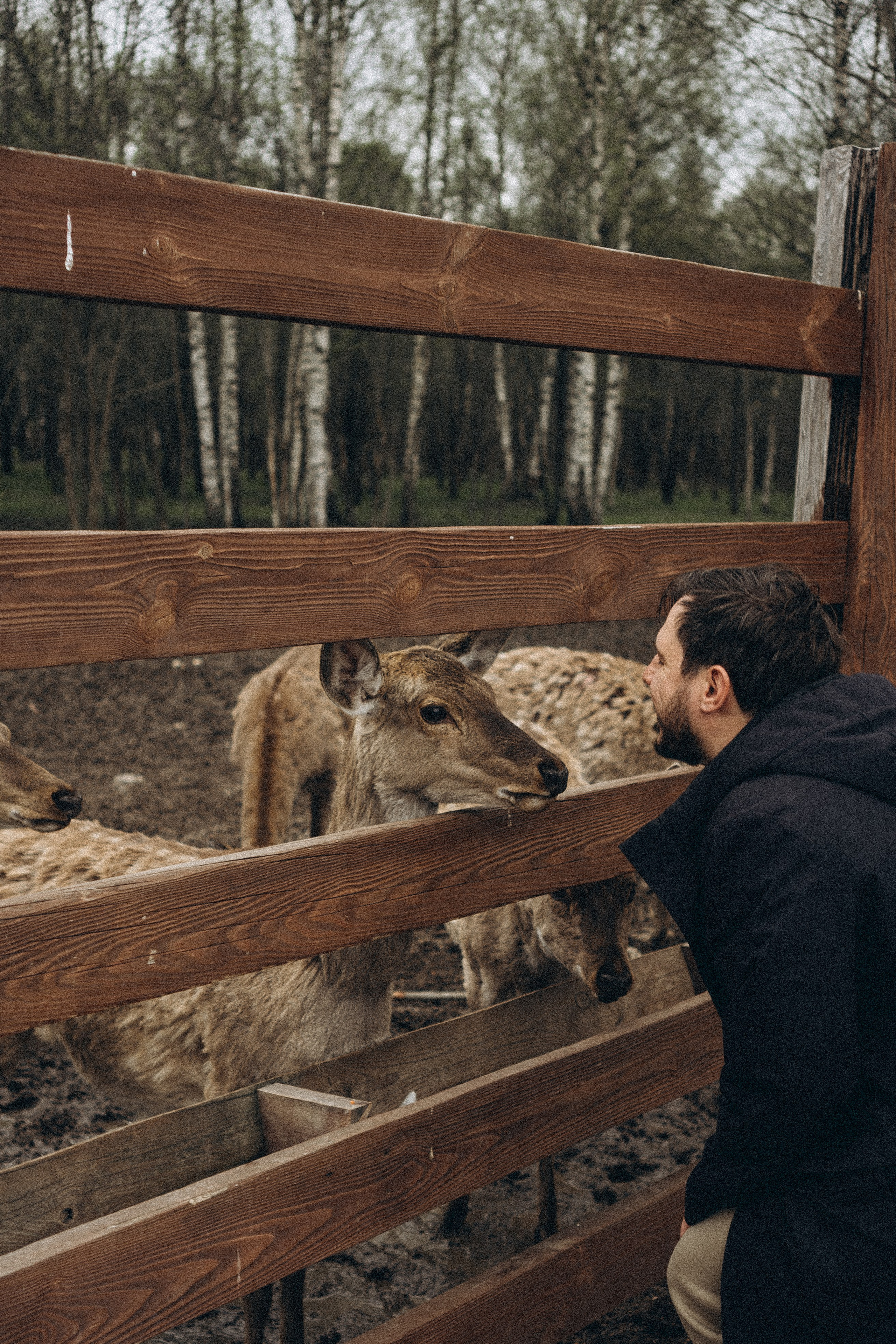 ОЛЕНЬЯ ФЕРМА В ТВЕРИ. Профессиональный фотограф, Санкт-Петербург — Виктория Богомолова