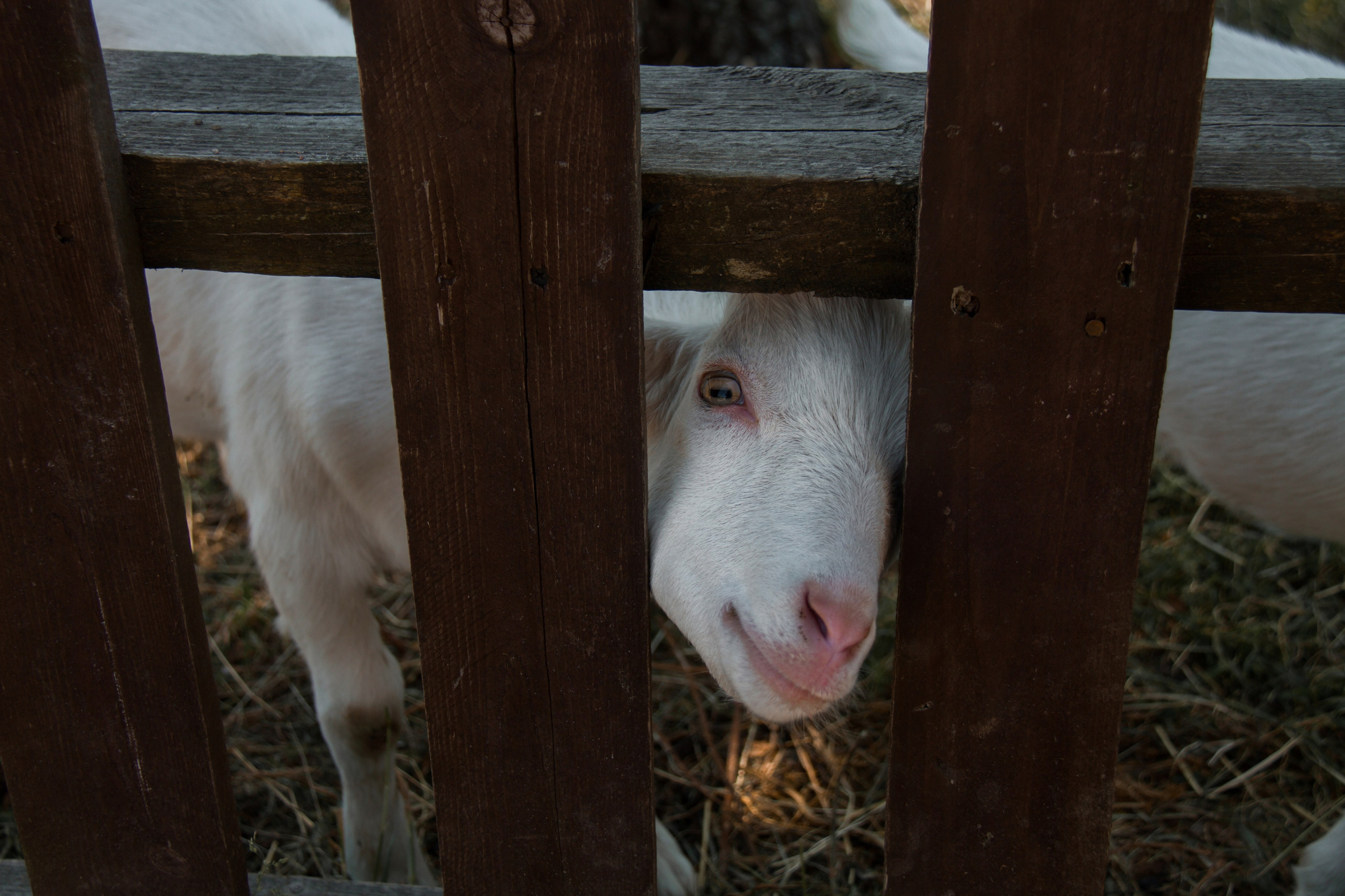 Семейная съёмка в Петергофе. Свадебный, семейный и контент фотограф в Санкт- Петербурге Елена Грие