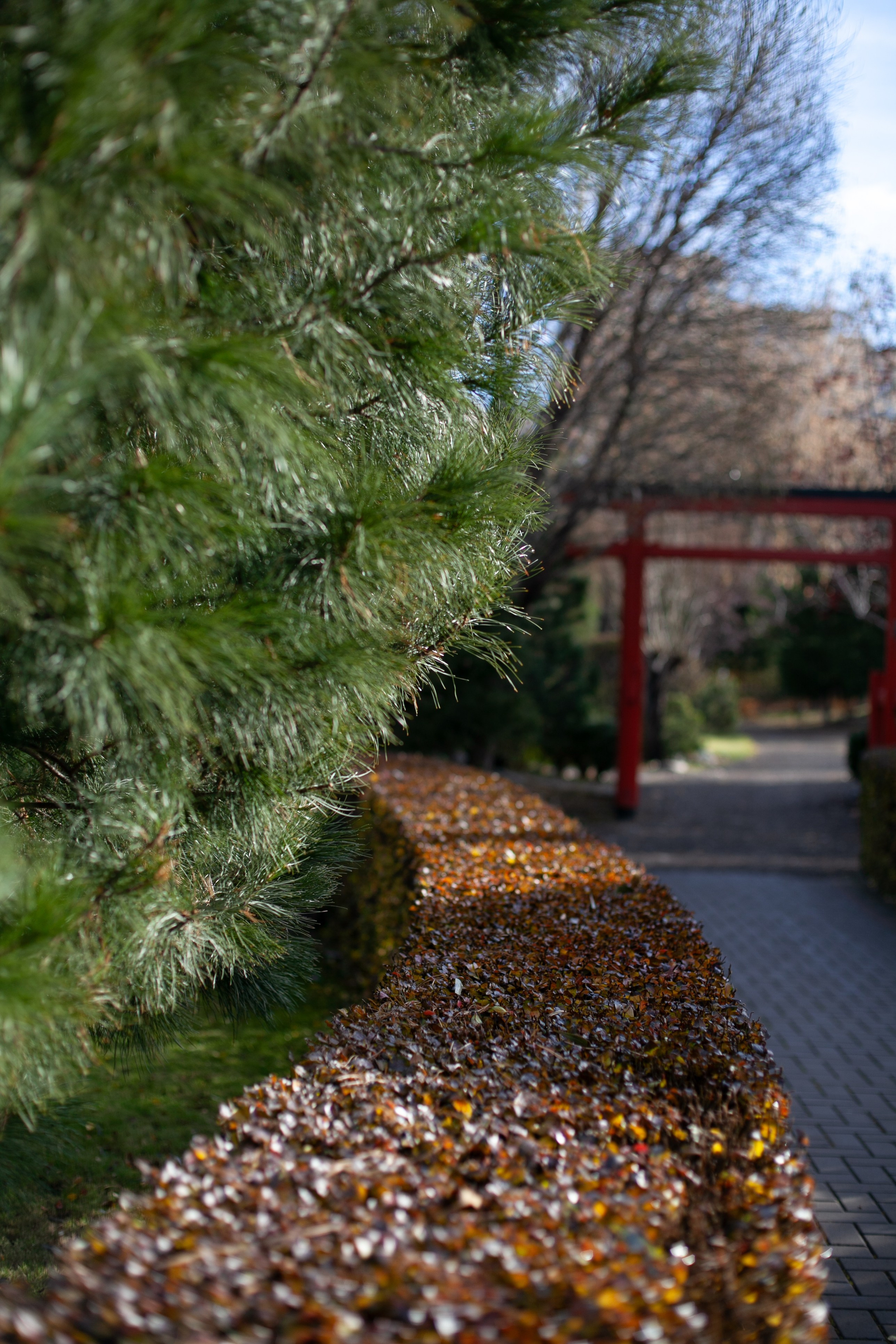 Сады Мечты. Контент для сайта. Фотограф Дарья Локотко в Красноярске