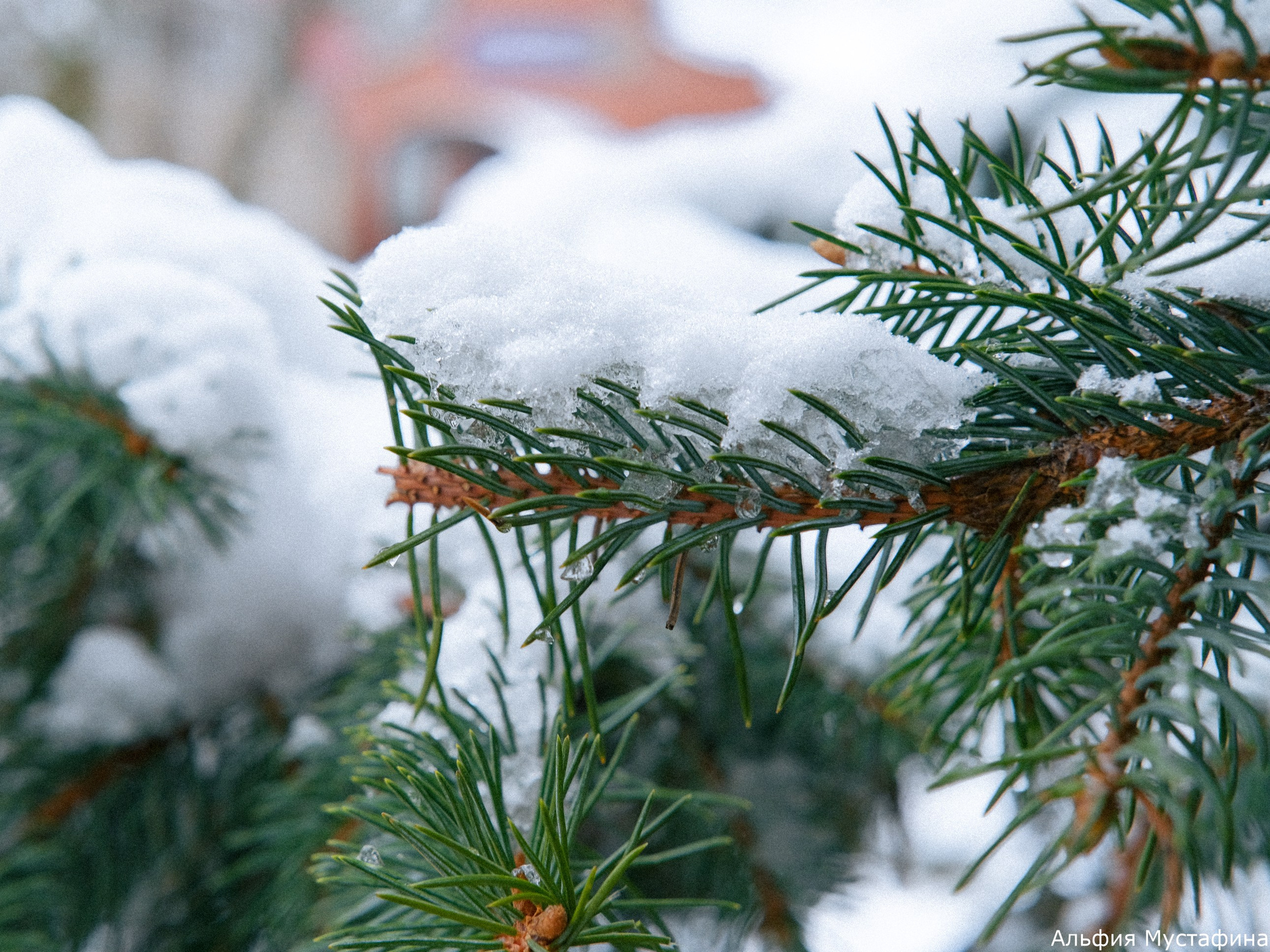 Фотосессия