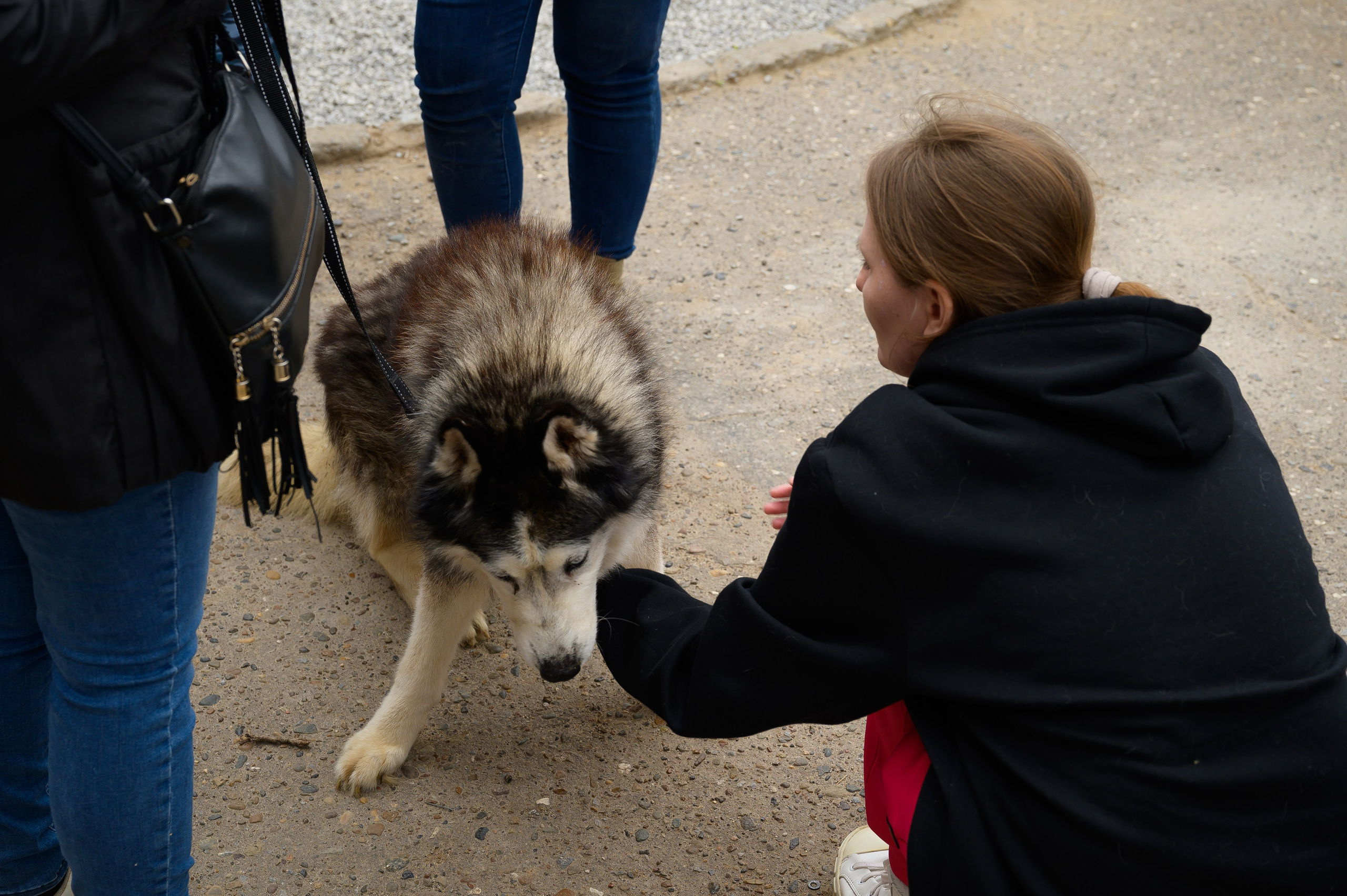 Открытие приюта для собак породы Хаски «Хаски дом»