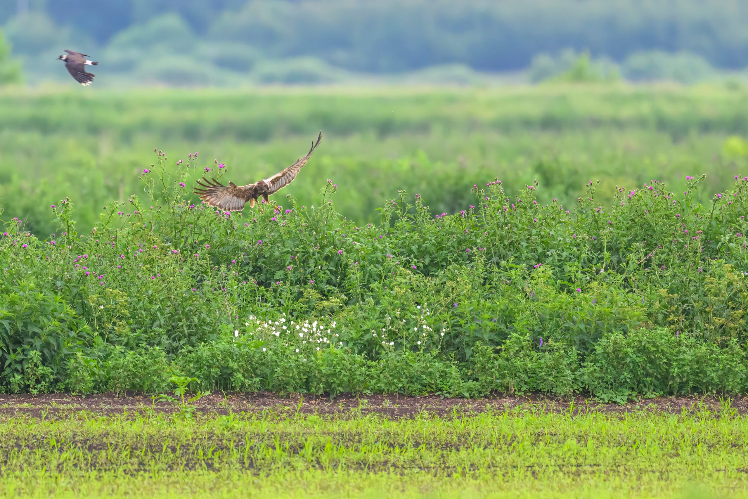 Лунь и трясогузки. Wildlife photography by Sergey Puponin