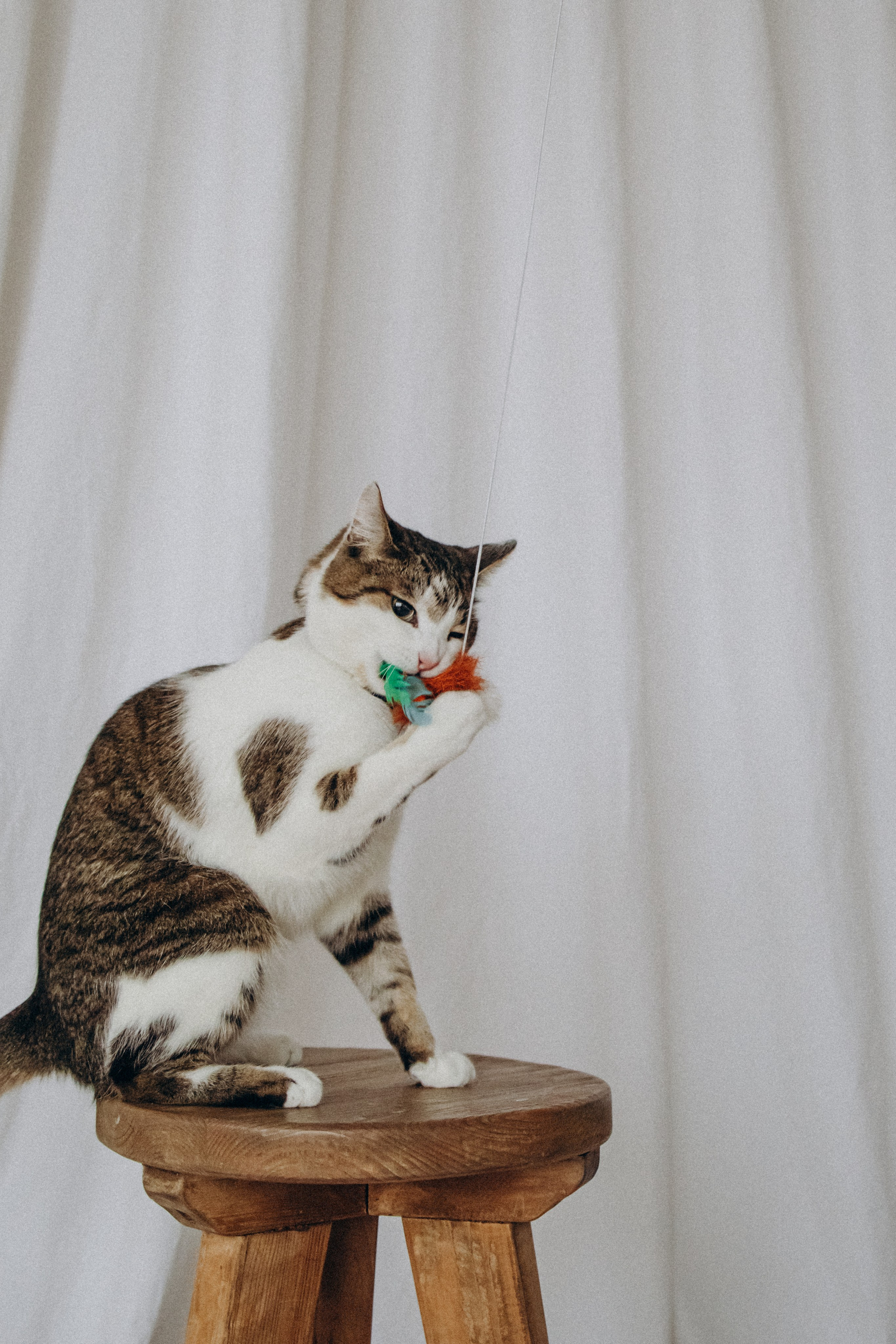 Ксюша и Яша. Фотораф — анималист Мария Шистка