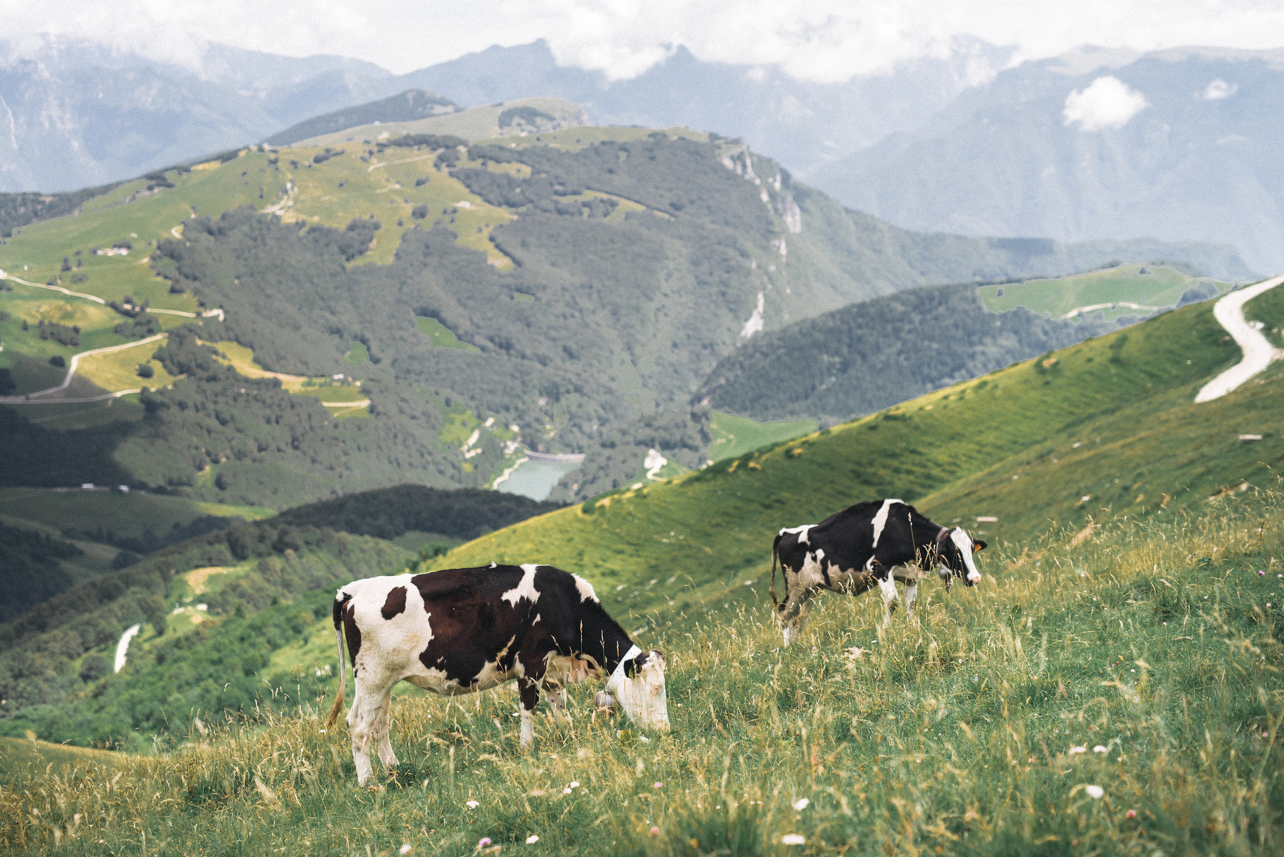 Свадебный фотограф Новосибирск