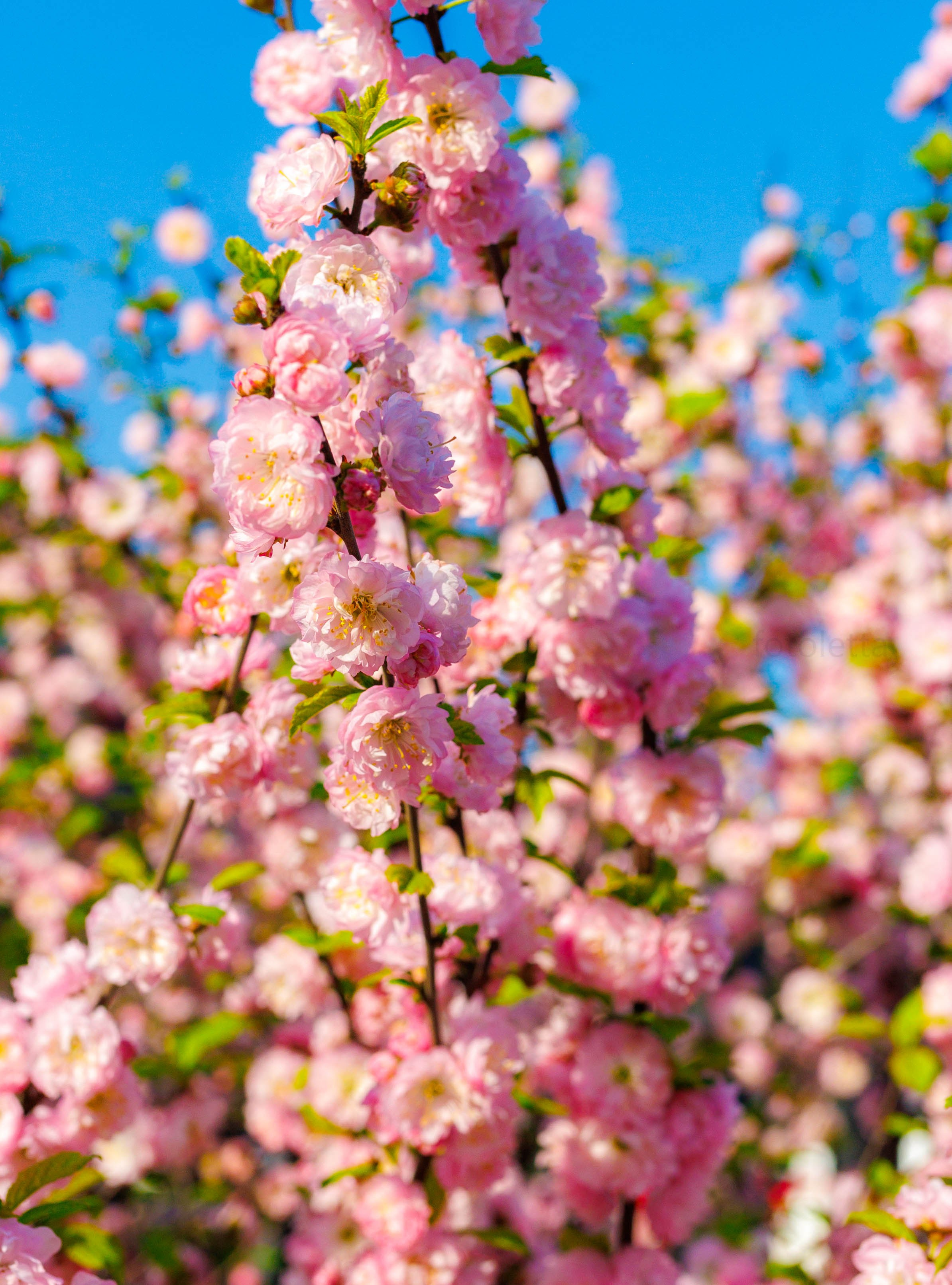 Фотографии природы Липецка. Свадебный и семейный фотограф Виолетта в Липецке