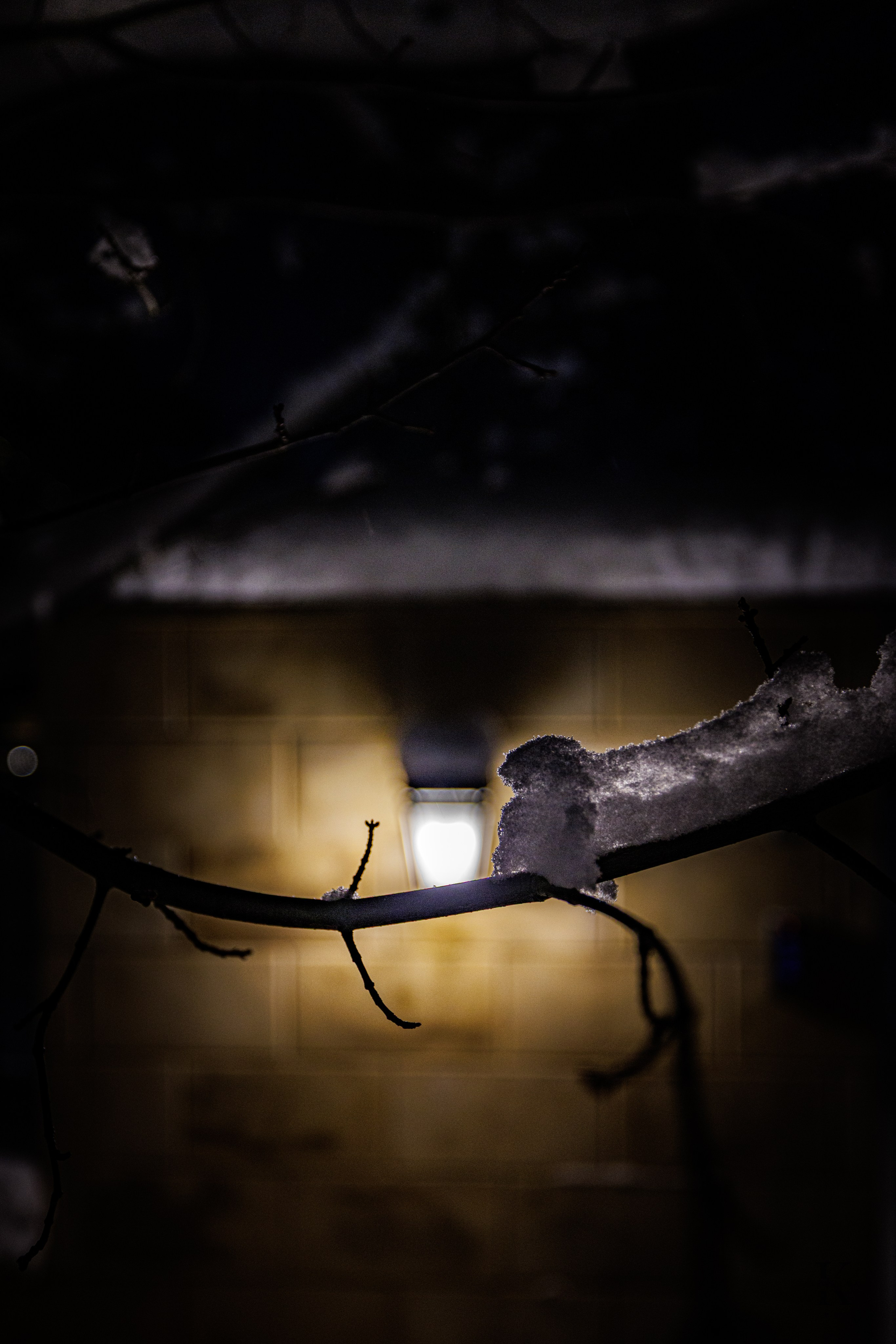 Природа 31 Декабря 2025 года. Клены. Фотографирую жизнь! Московский фотограф волонтер