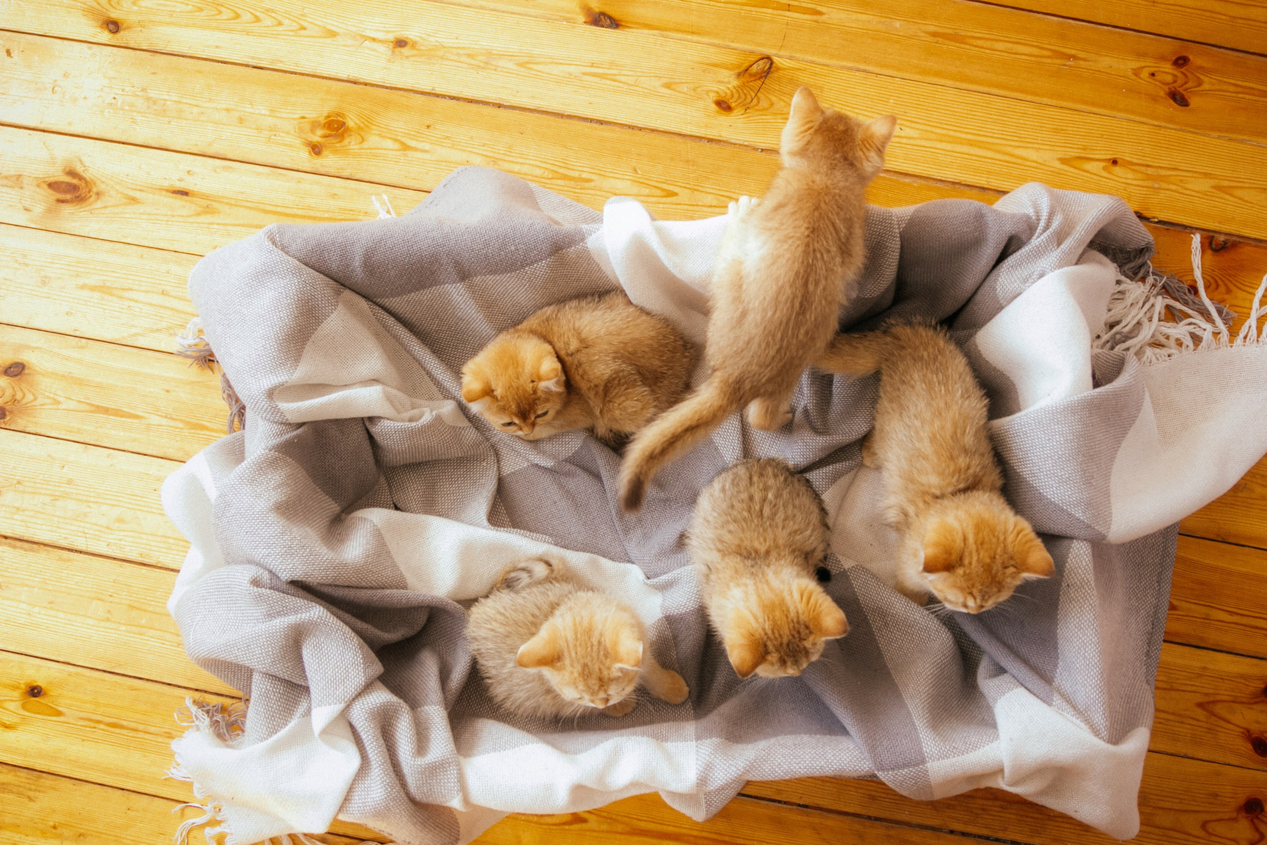 CAT. Семейный фотограф Казань Никита Федин