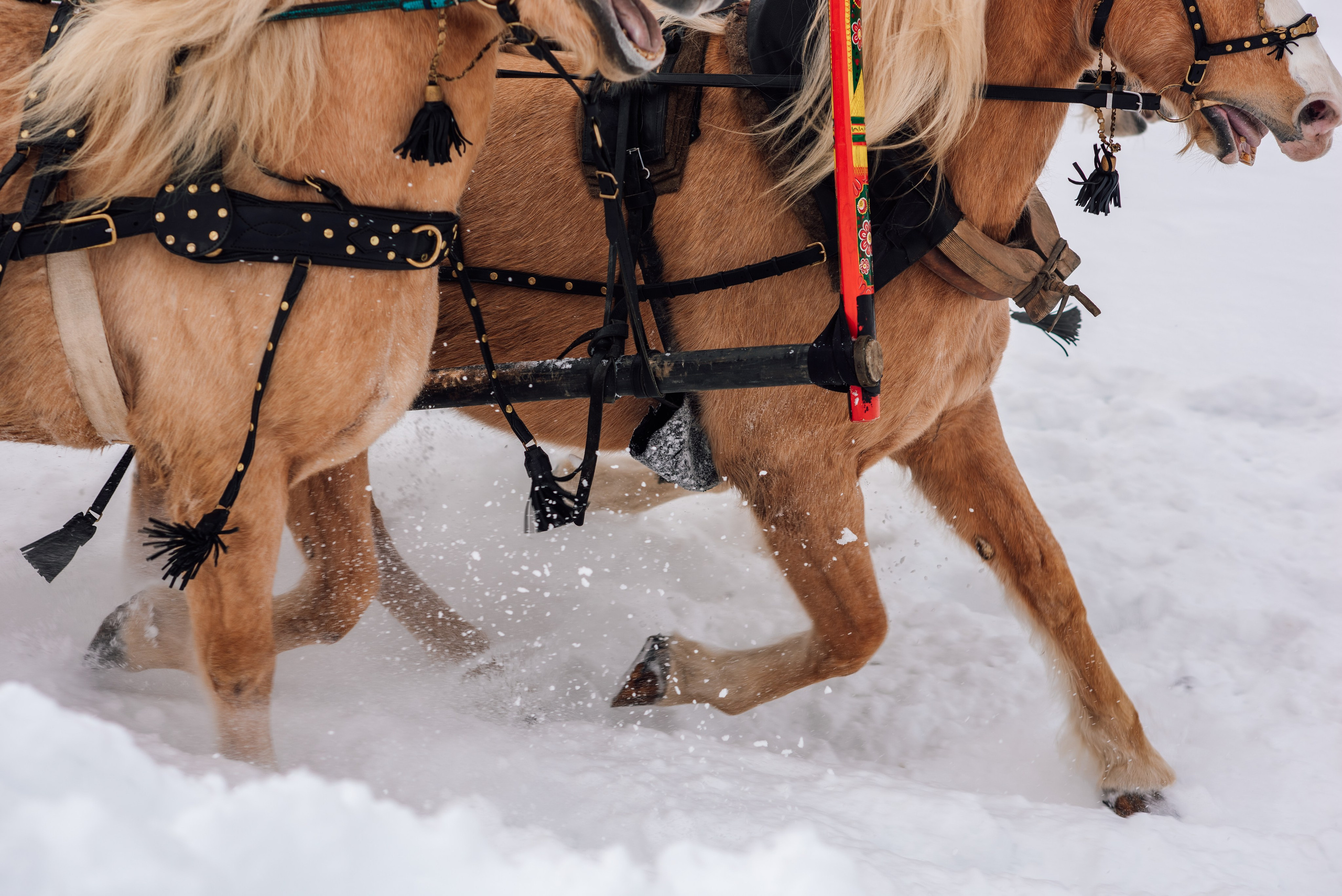 Зимняя парфорсная охота. Фотограф Диана Вальтер