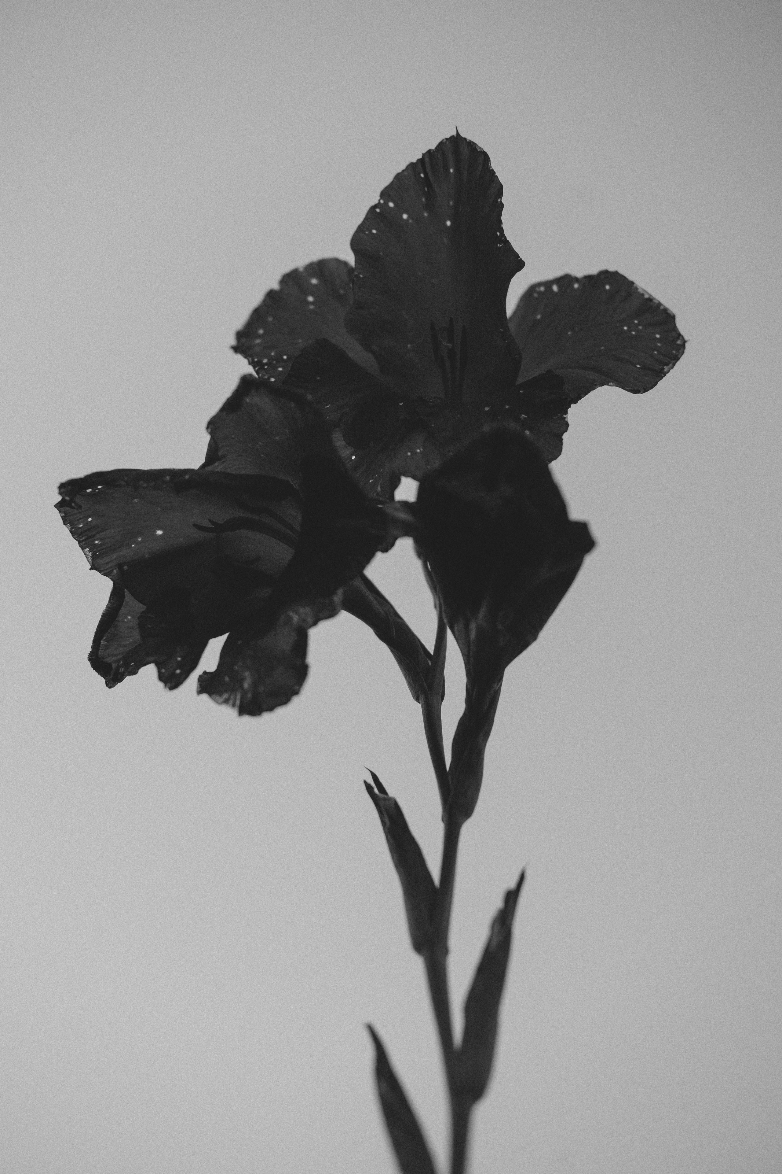 Жизнь сада. Works