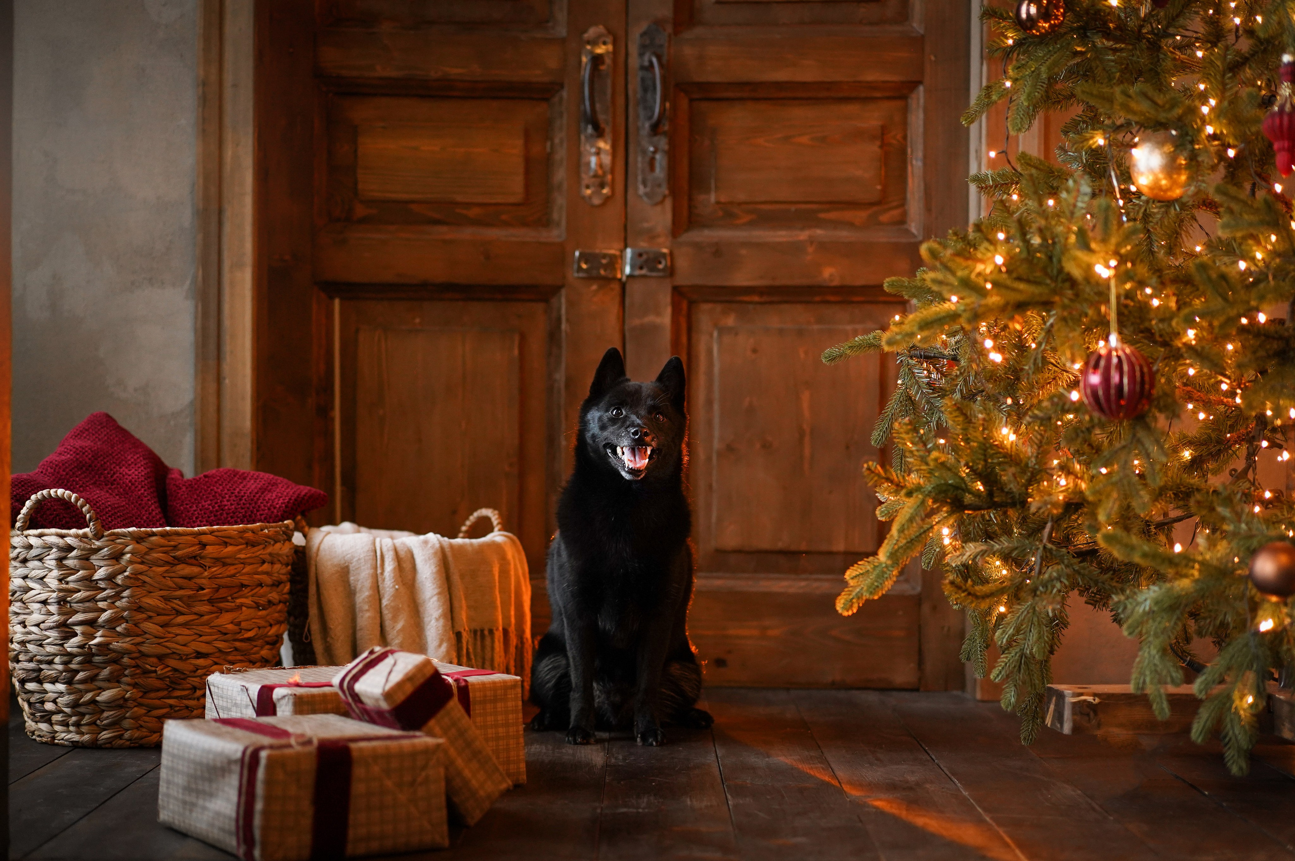 Аня и Арчи. Фотограф-анималист в Санкт-Петербурге Яна Мартынова
