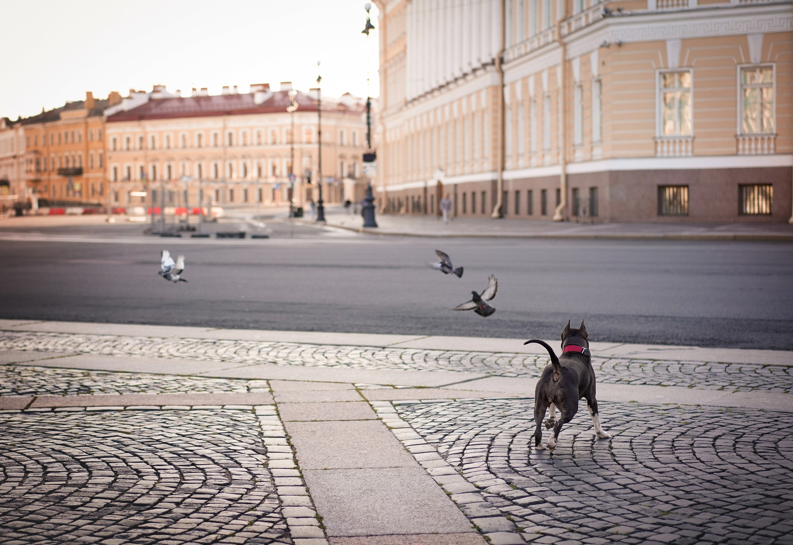 Аня Терентий и Кайли. Фотограф-анималист в Санкт-Петербурге Яна Мартынова