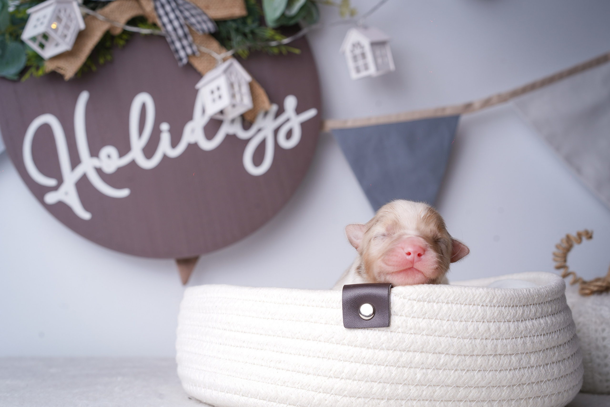 Щенули аусси. Фотограф-анималист в Санкт-Петербурге Яна Мартынова