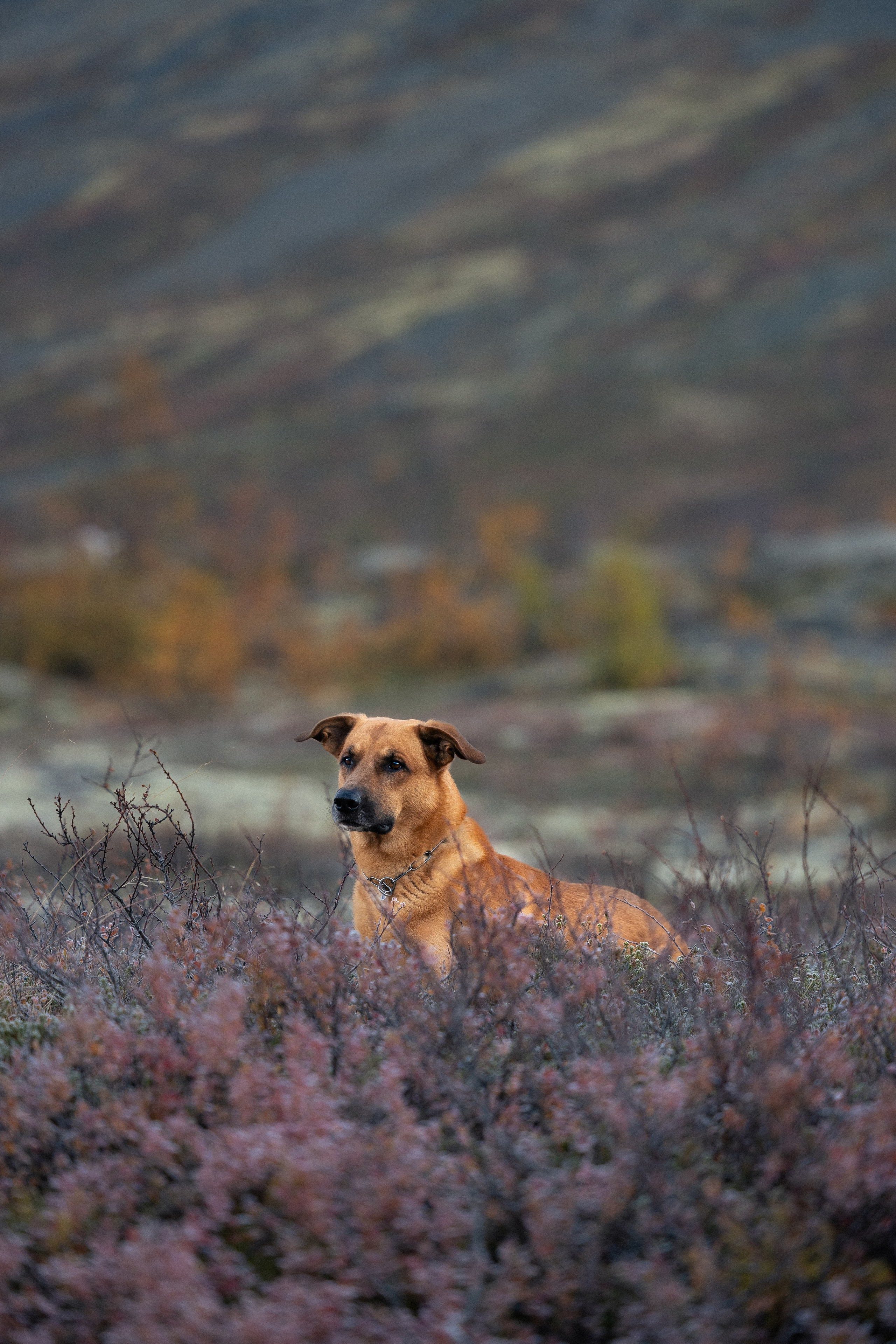 Кольский. Фотограф и видеограф анималист Аганина Дарья