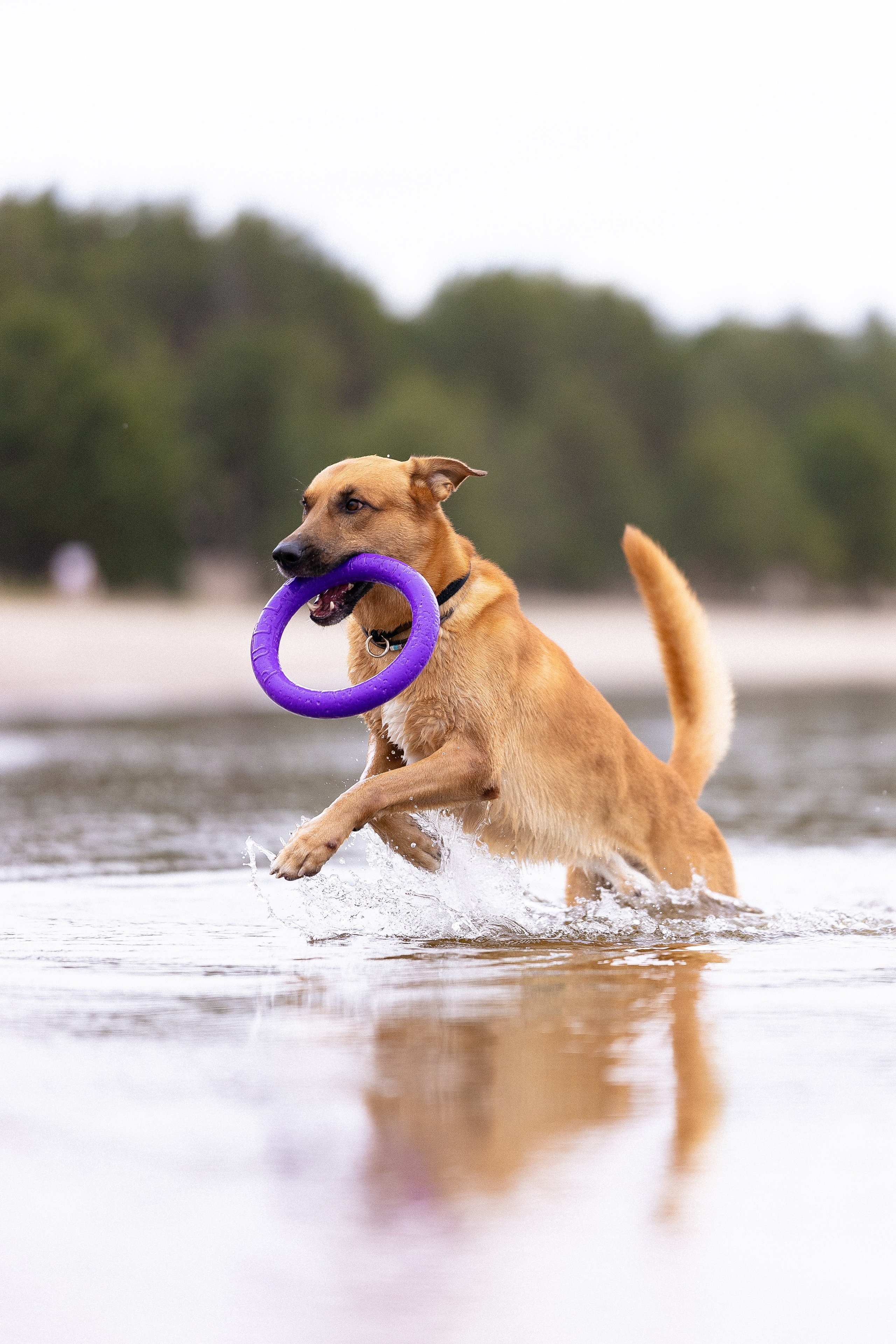 Karelia. Фотограф и видеограф анималист Аганина Дарья