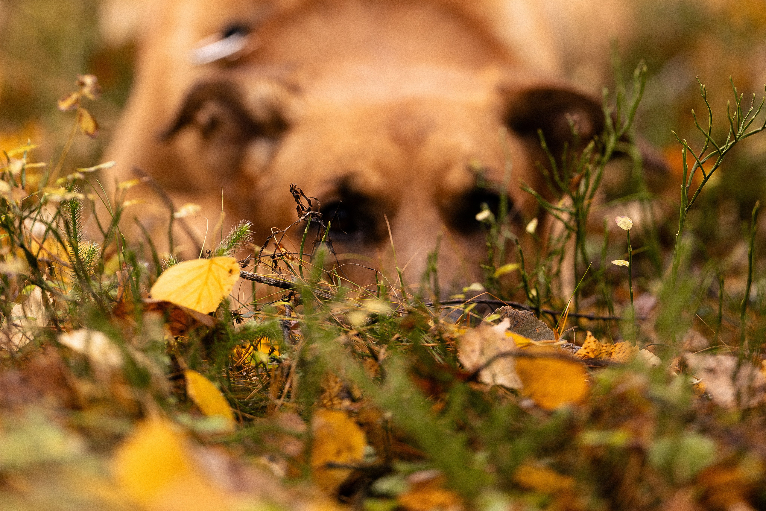 Karelia. Фотограф и видеограф анималист Аганина Дарья